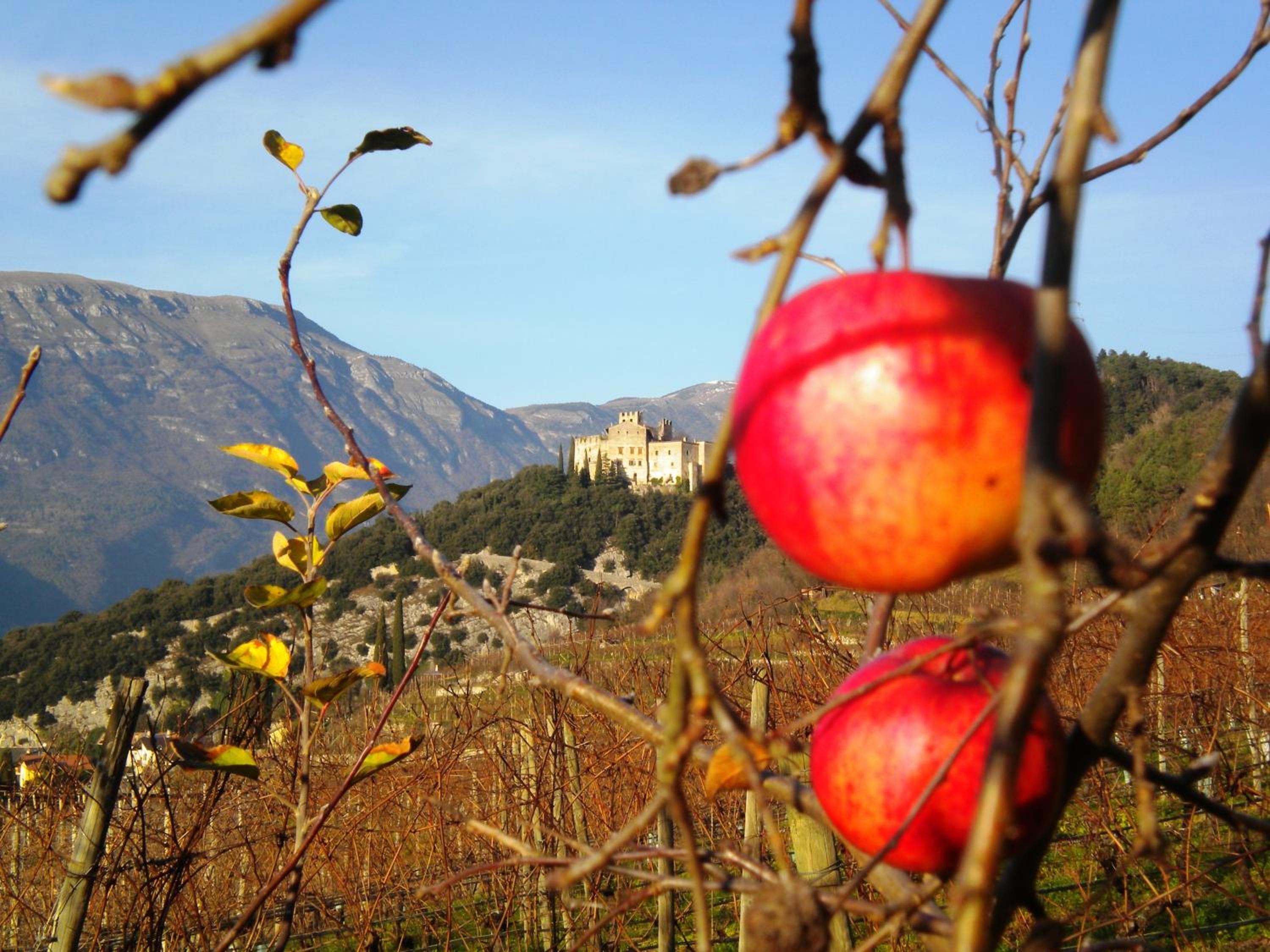 Appartamento Masi view 5