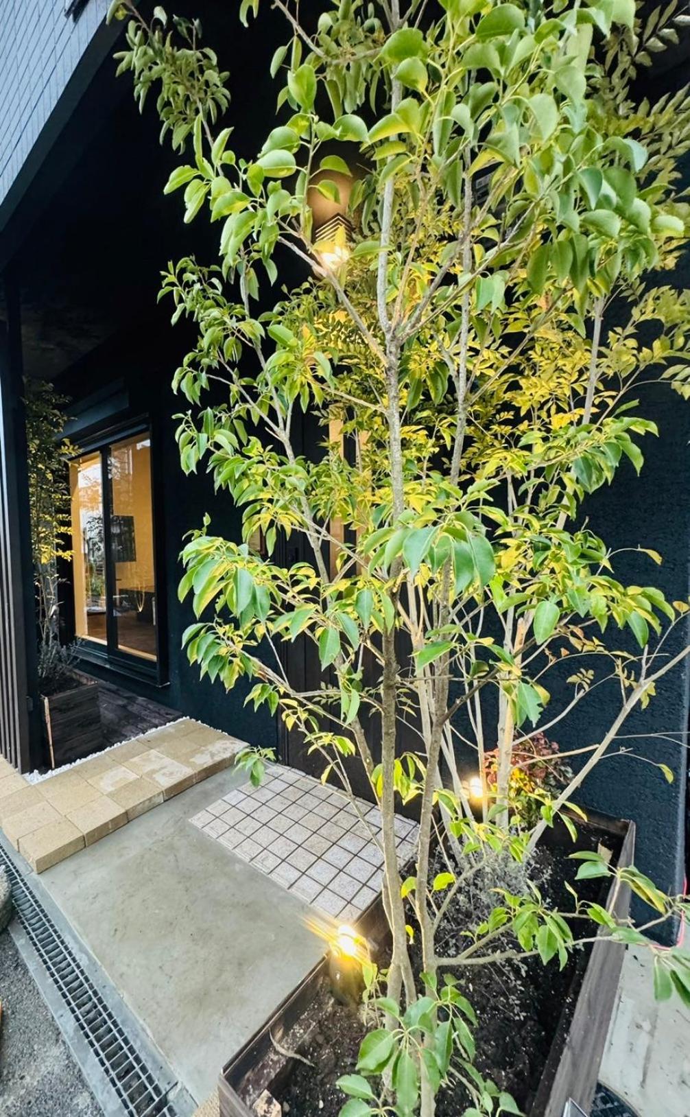 Tangachaya Kaede 楓