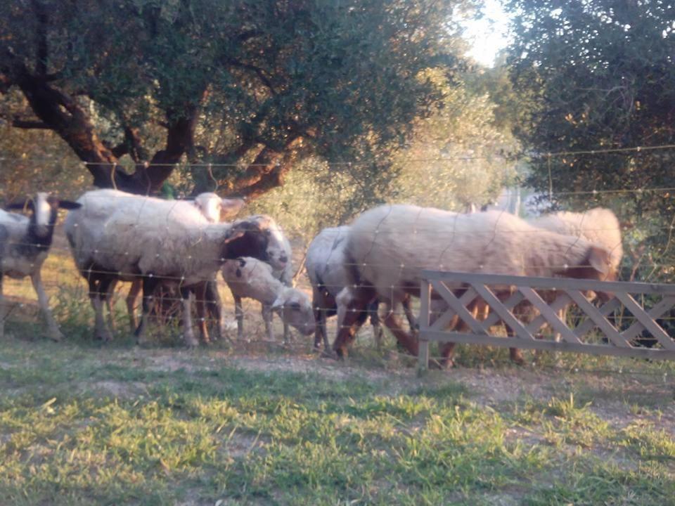Agriturismo Tempa del Niglio