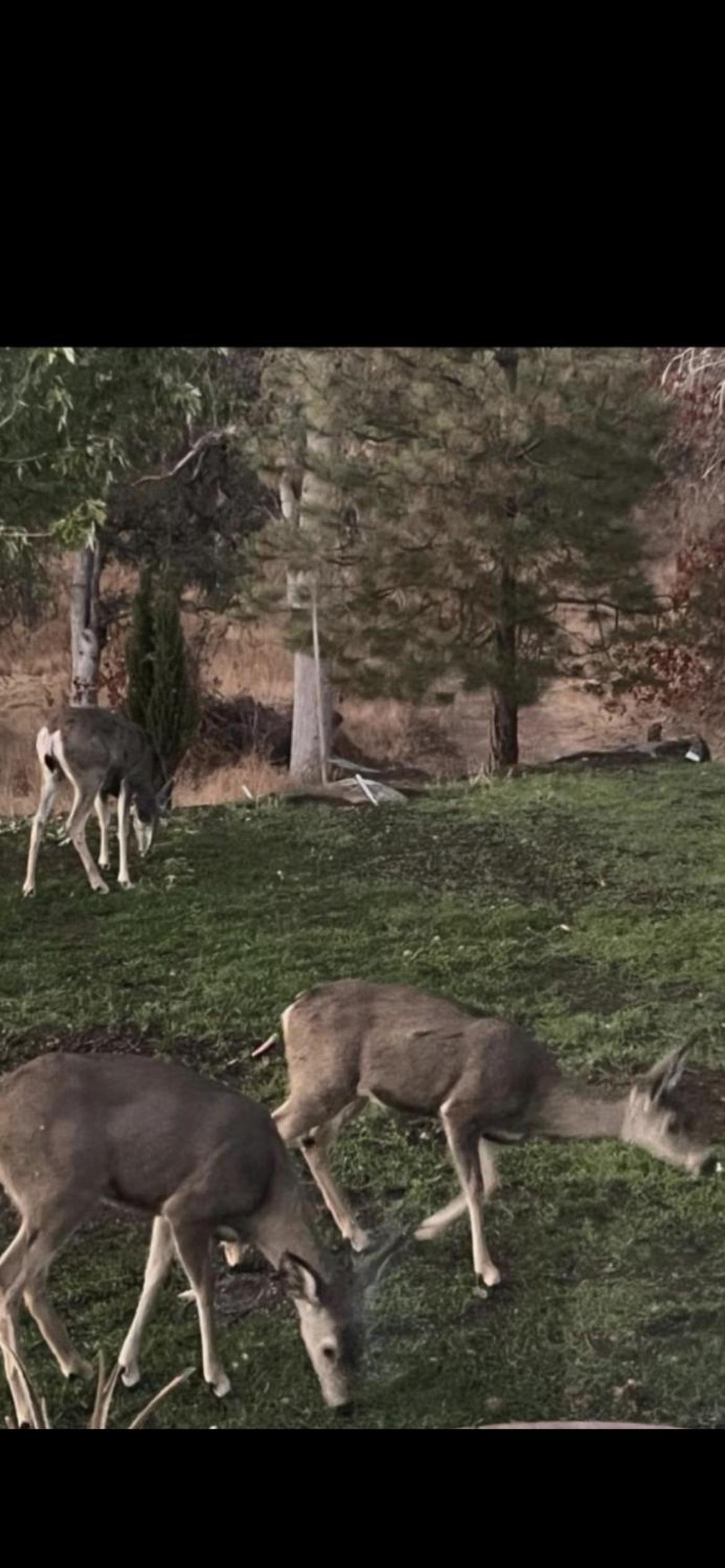 The Sequoia guesthouse view 5