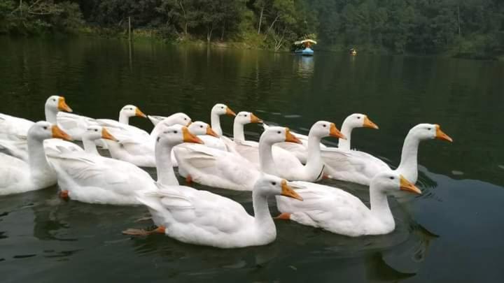 Photo 50