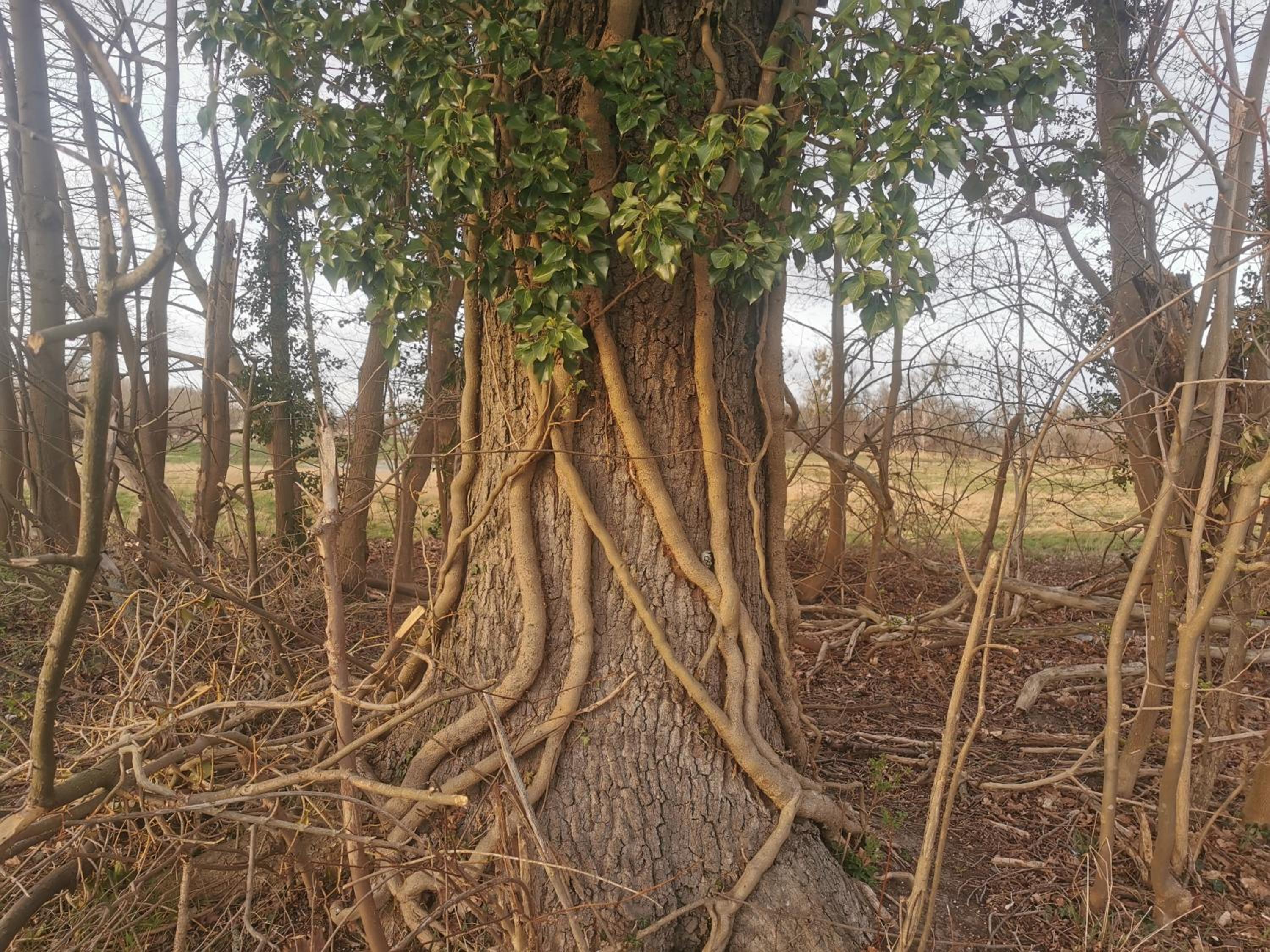 Photo 43