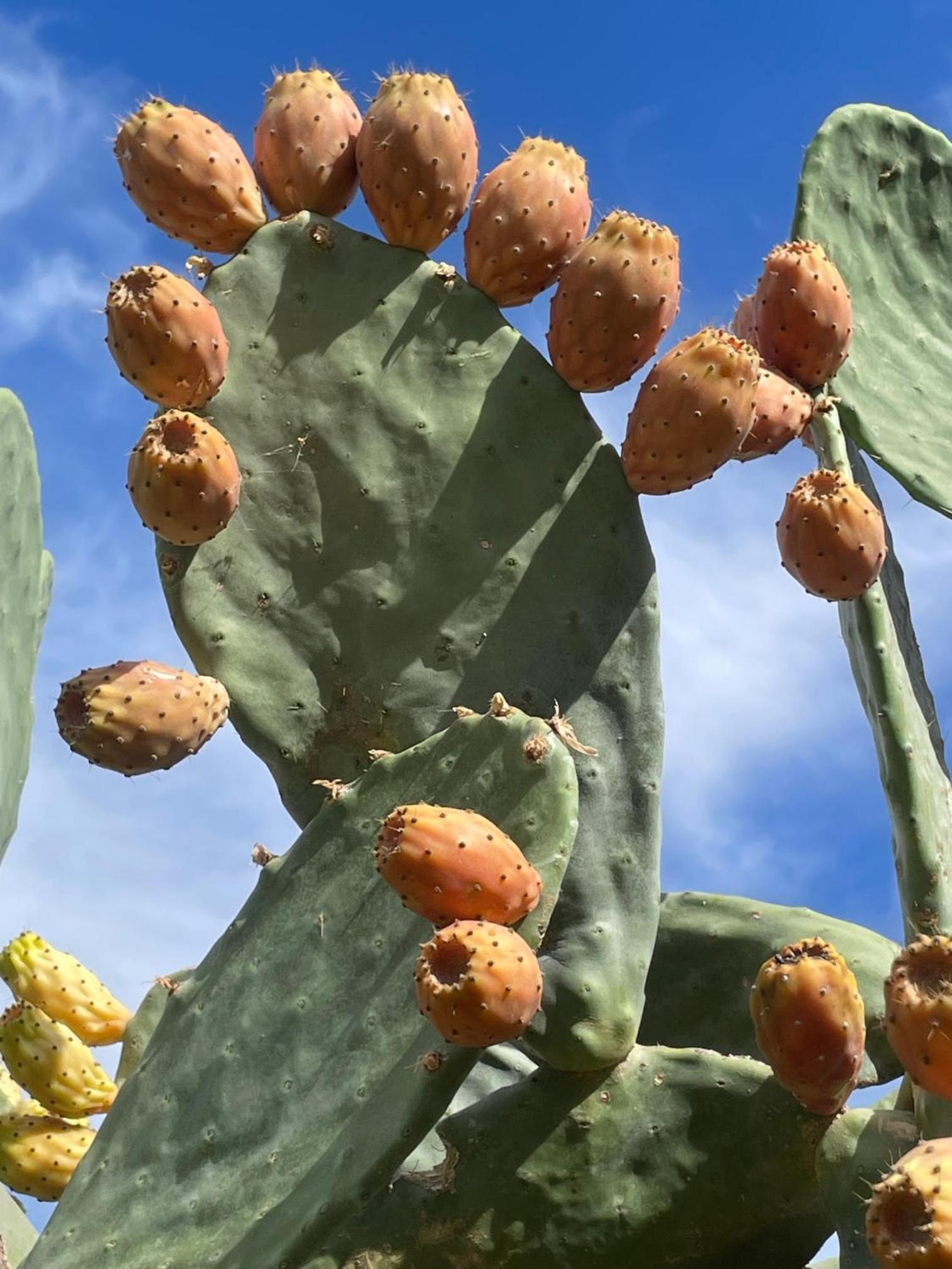Finca Valle Verde