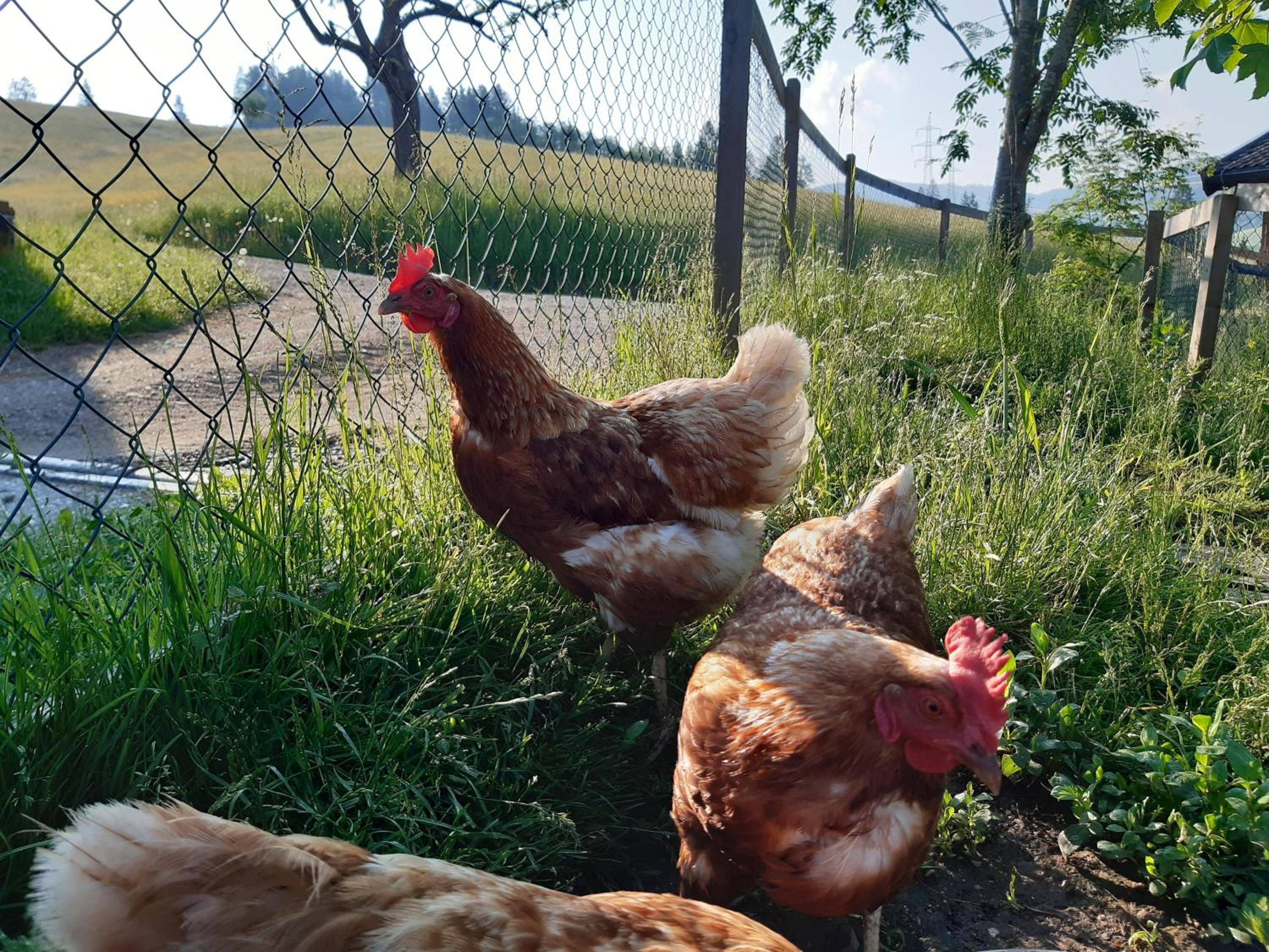 Schranbachhof