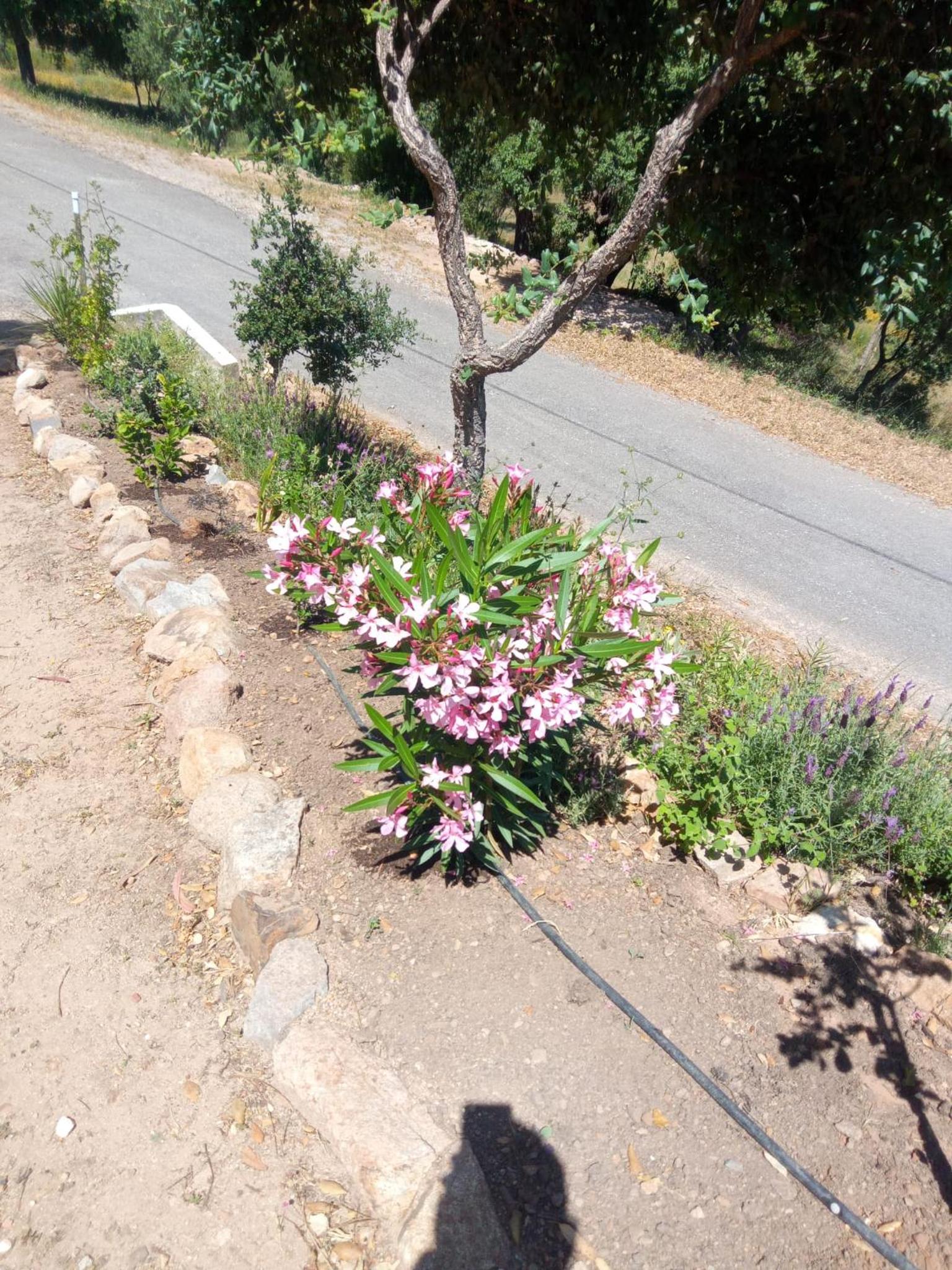 Photo 37