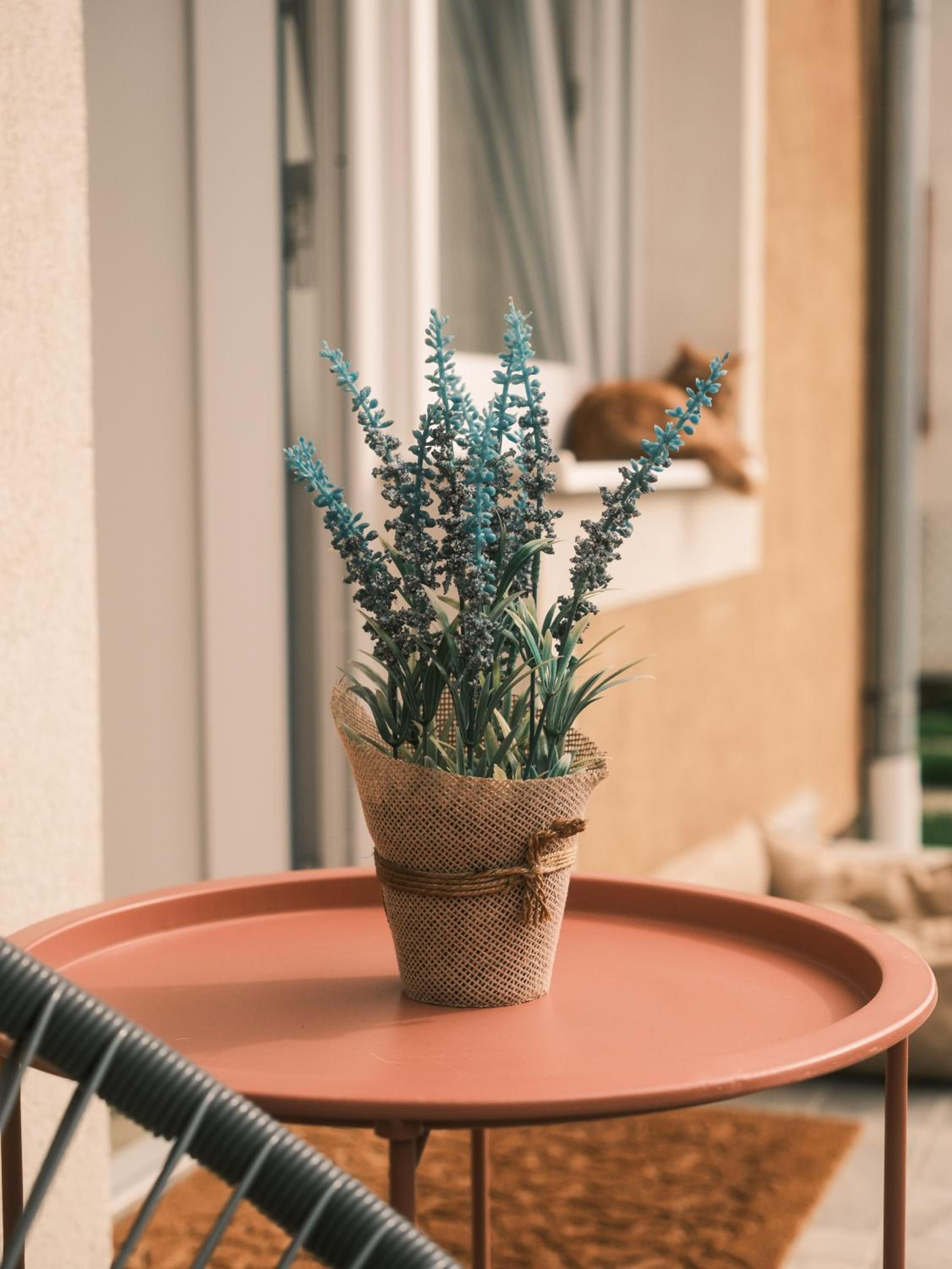Apartmani Venium
