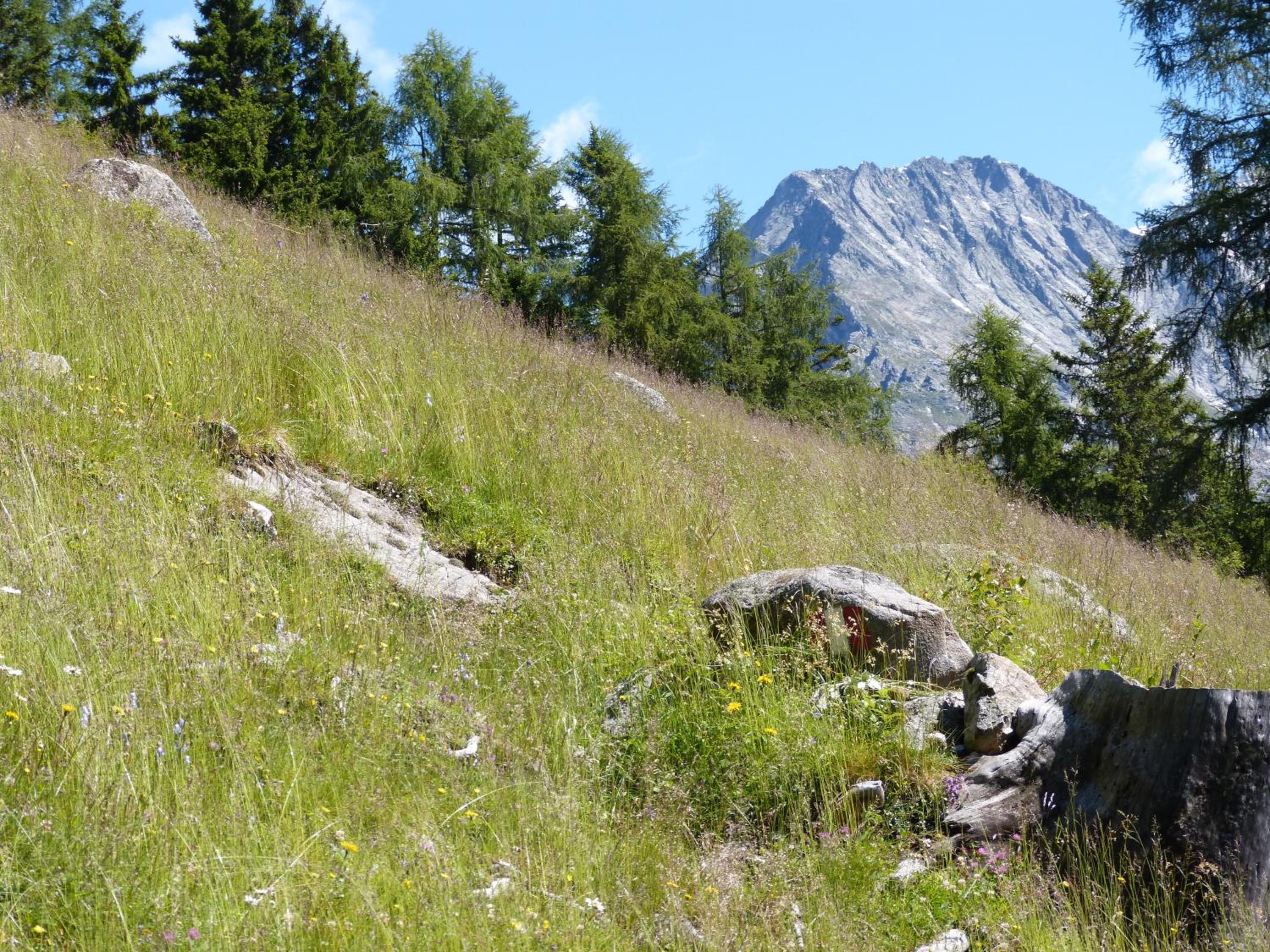 Photo 45