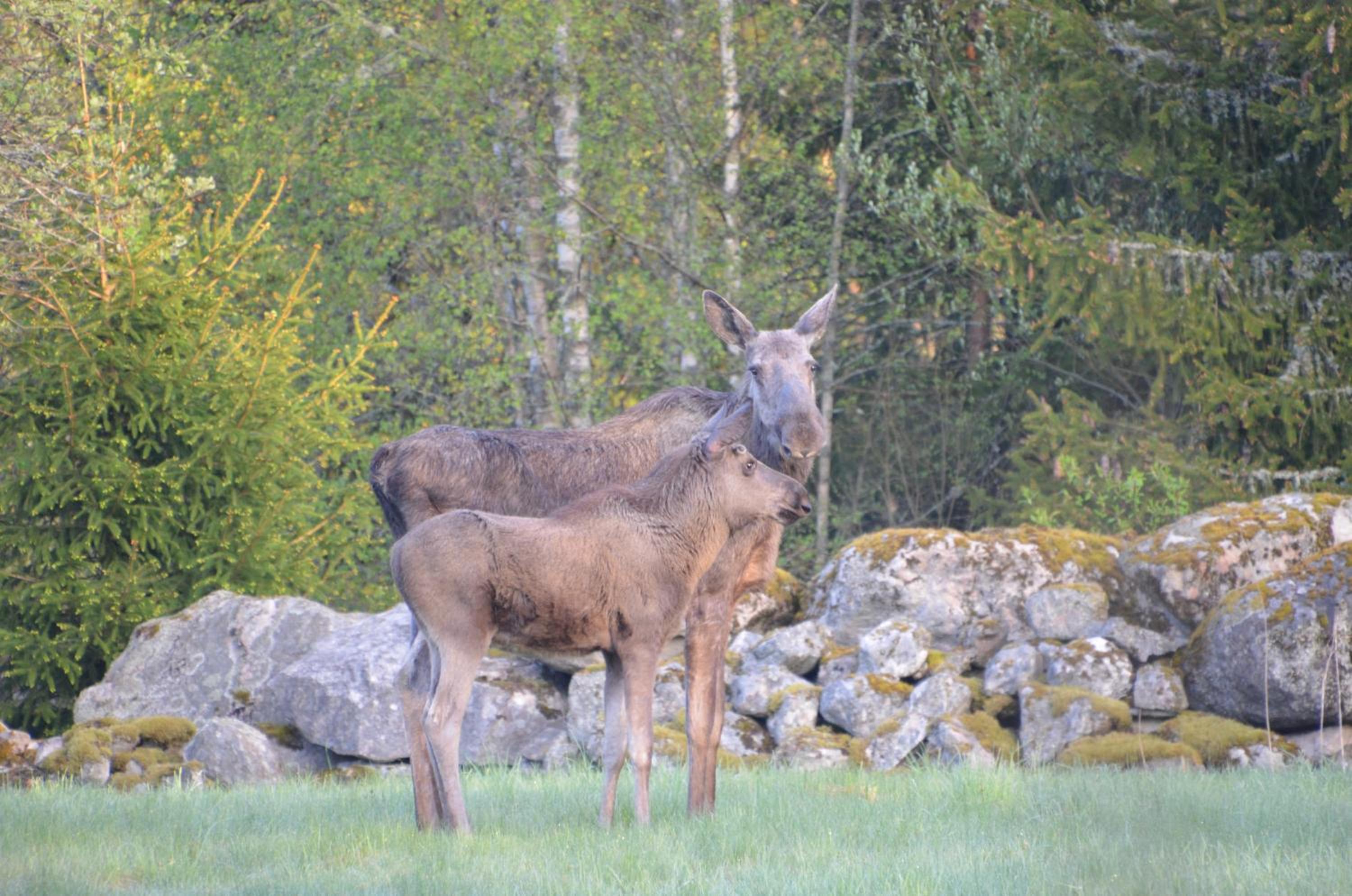 Södra Ljunga Vandrarhem