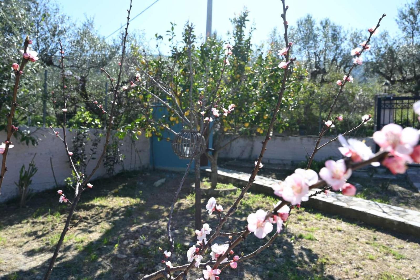 Ionnisos Traditional Home