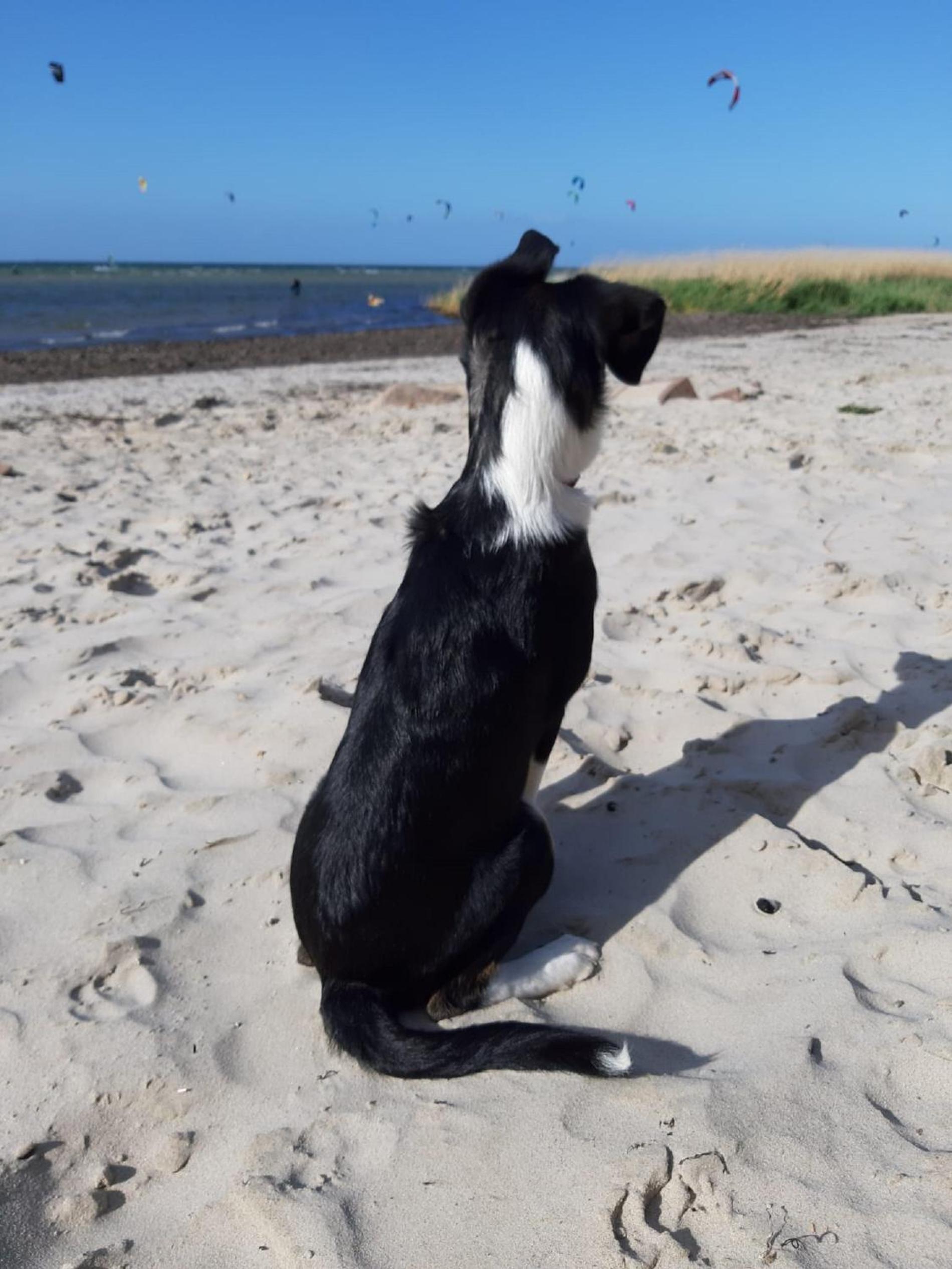 Ferienwohnung Deich und Meer in Stein