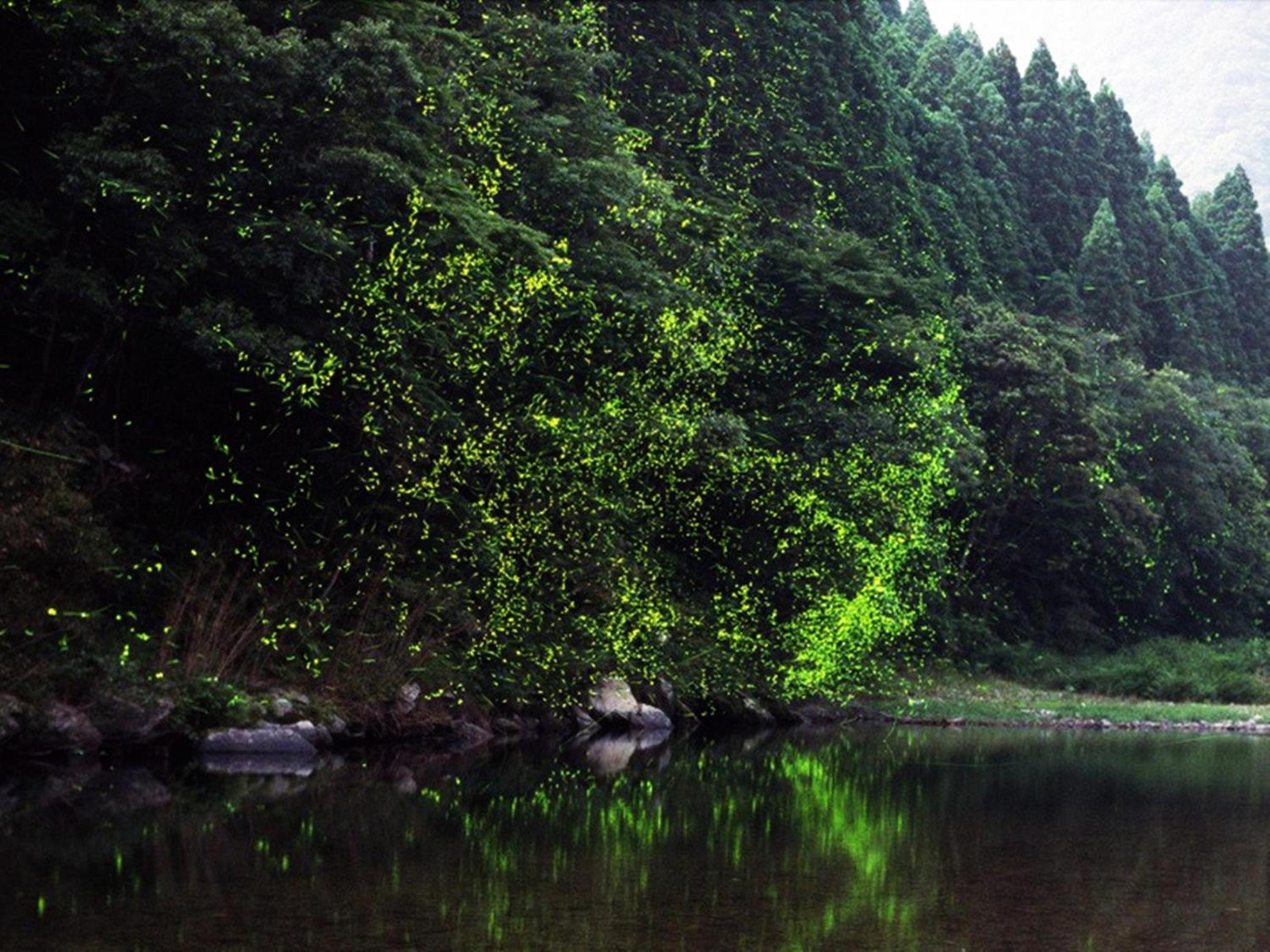 Nagomiya Hirugano