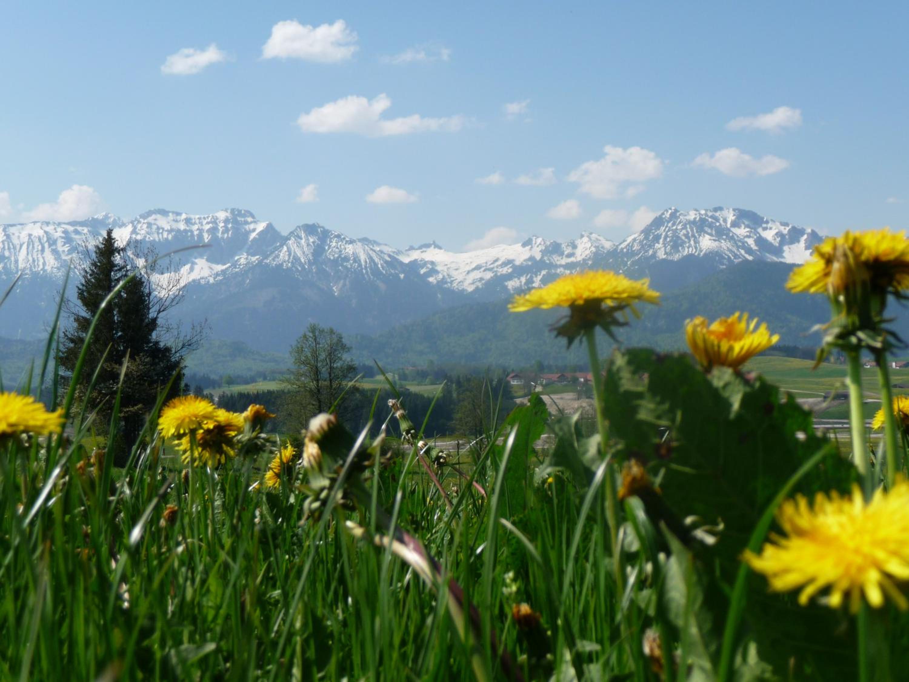 Ferienhaus Mayr - Ferienwohnung Bergblick
