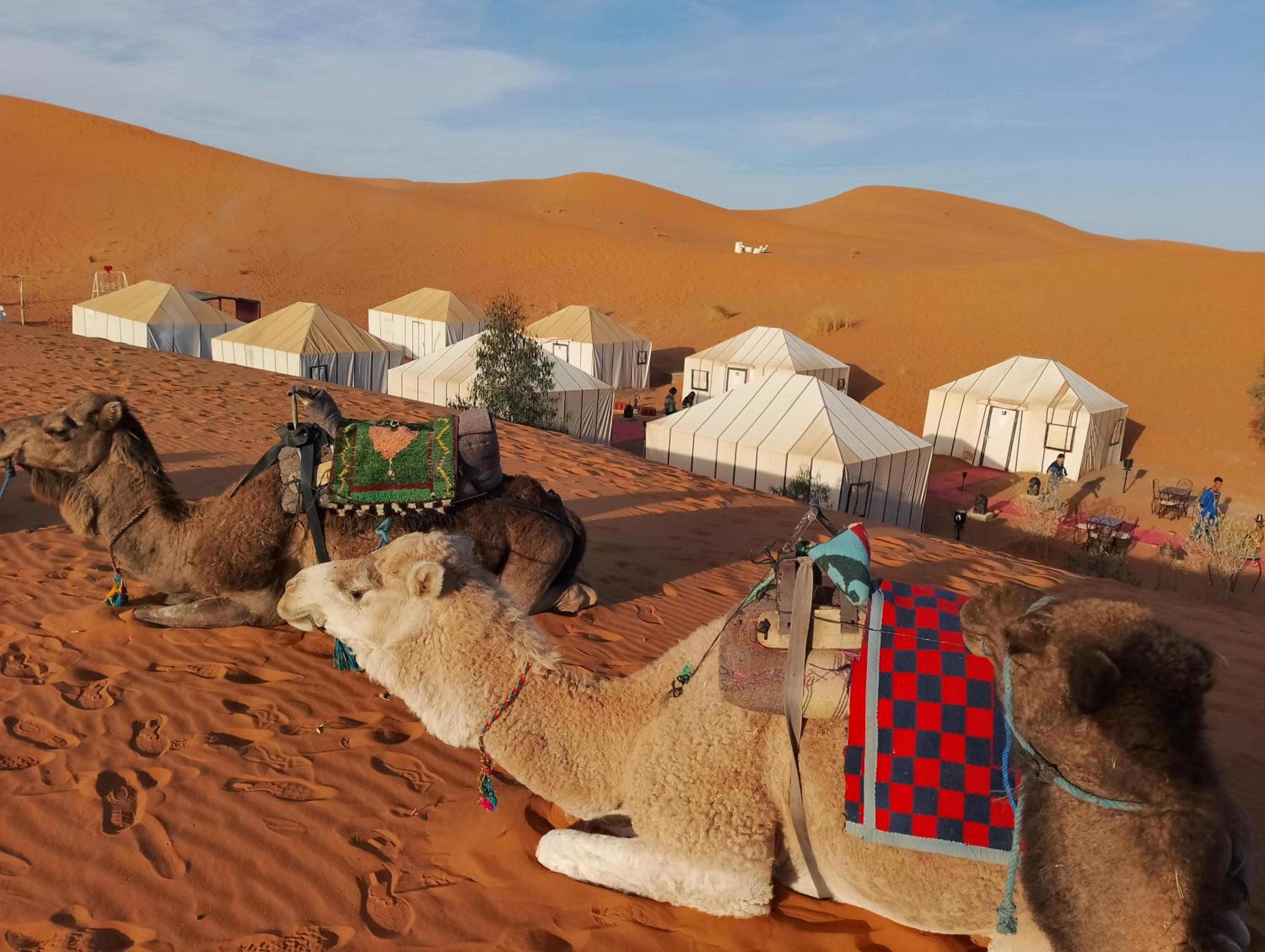 Merzouga Wildlife Desert Camp