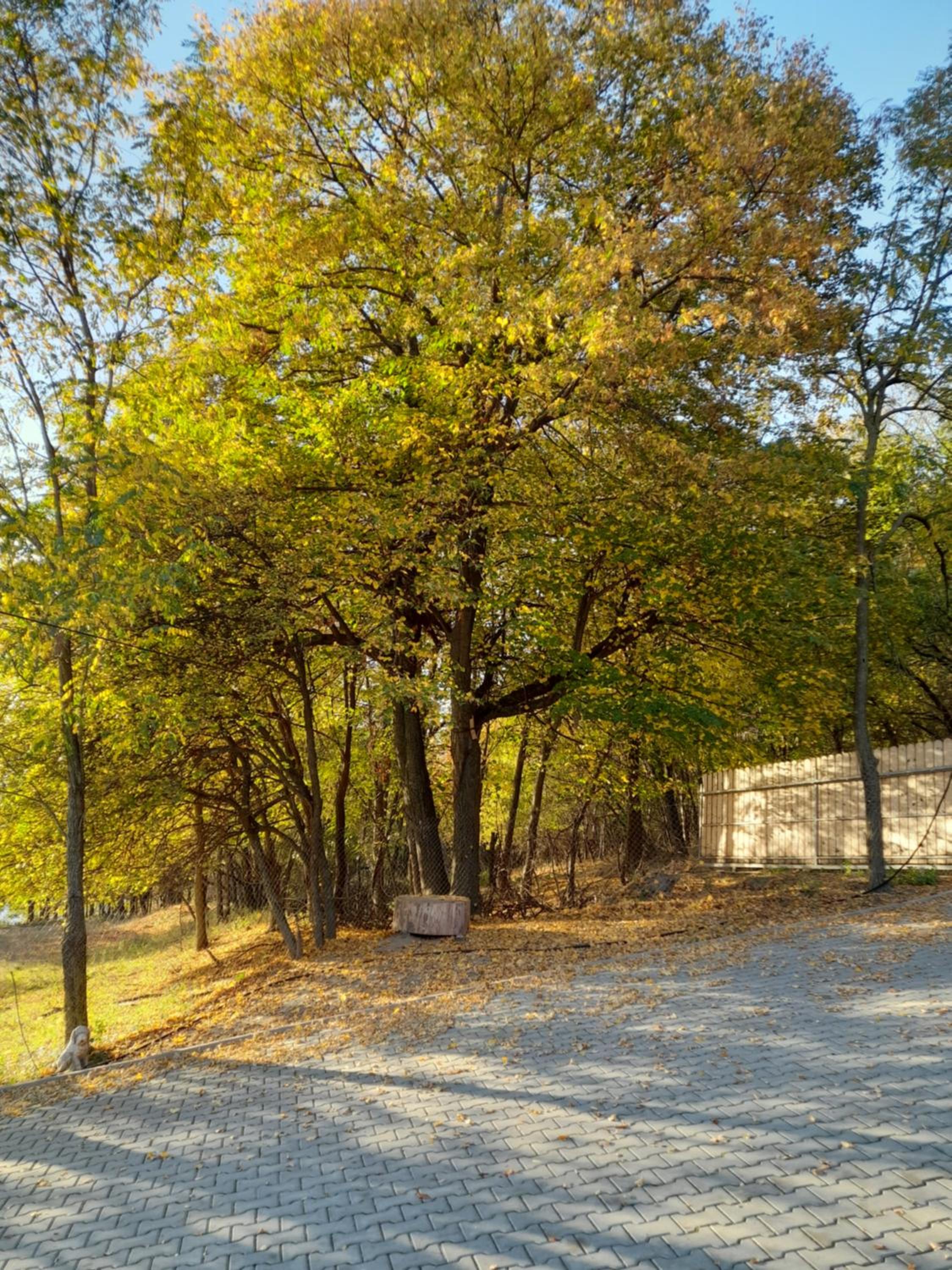 A&T Harmony Land, photo 13