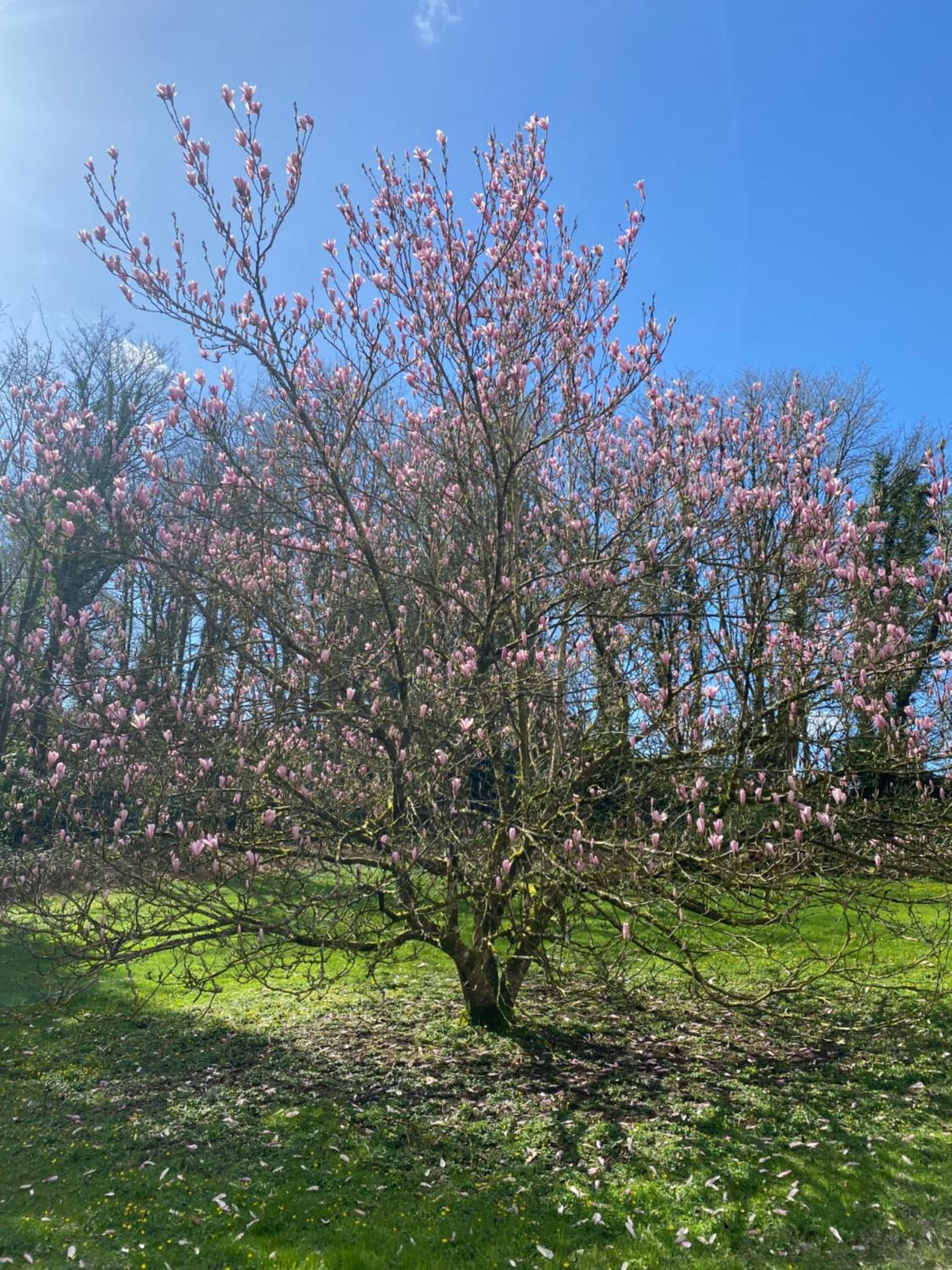 Dripsey Castle Estate