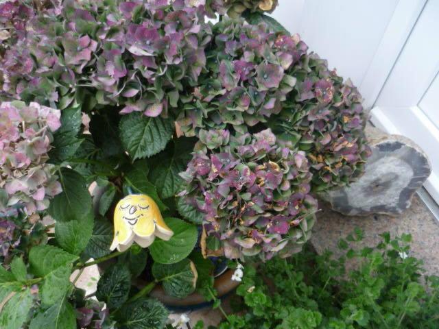 Photo 42