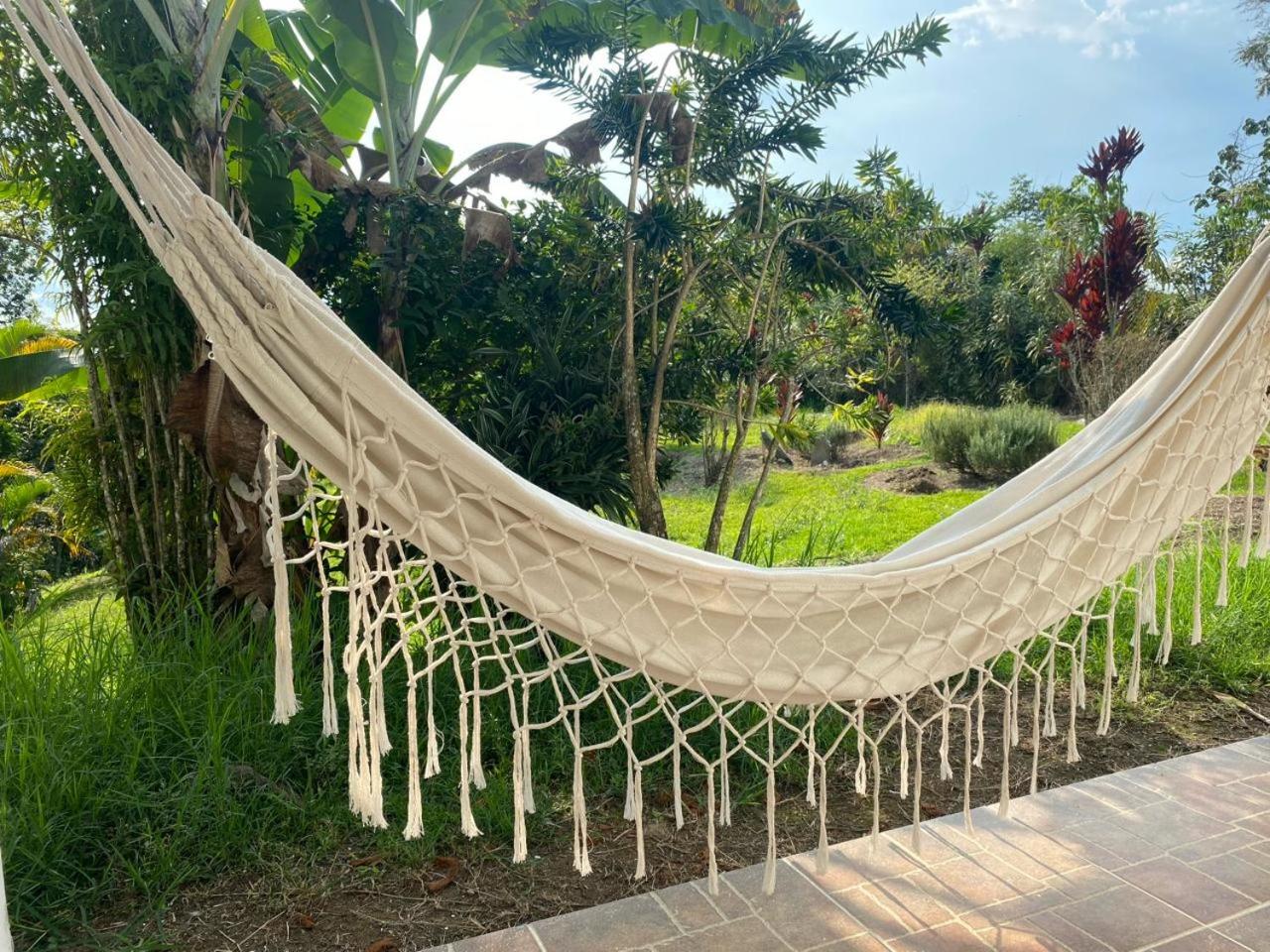 Bird Paradise