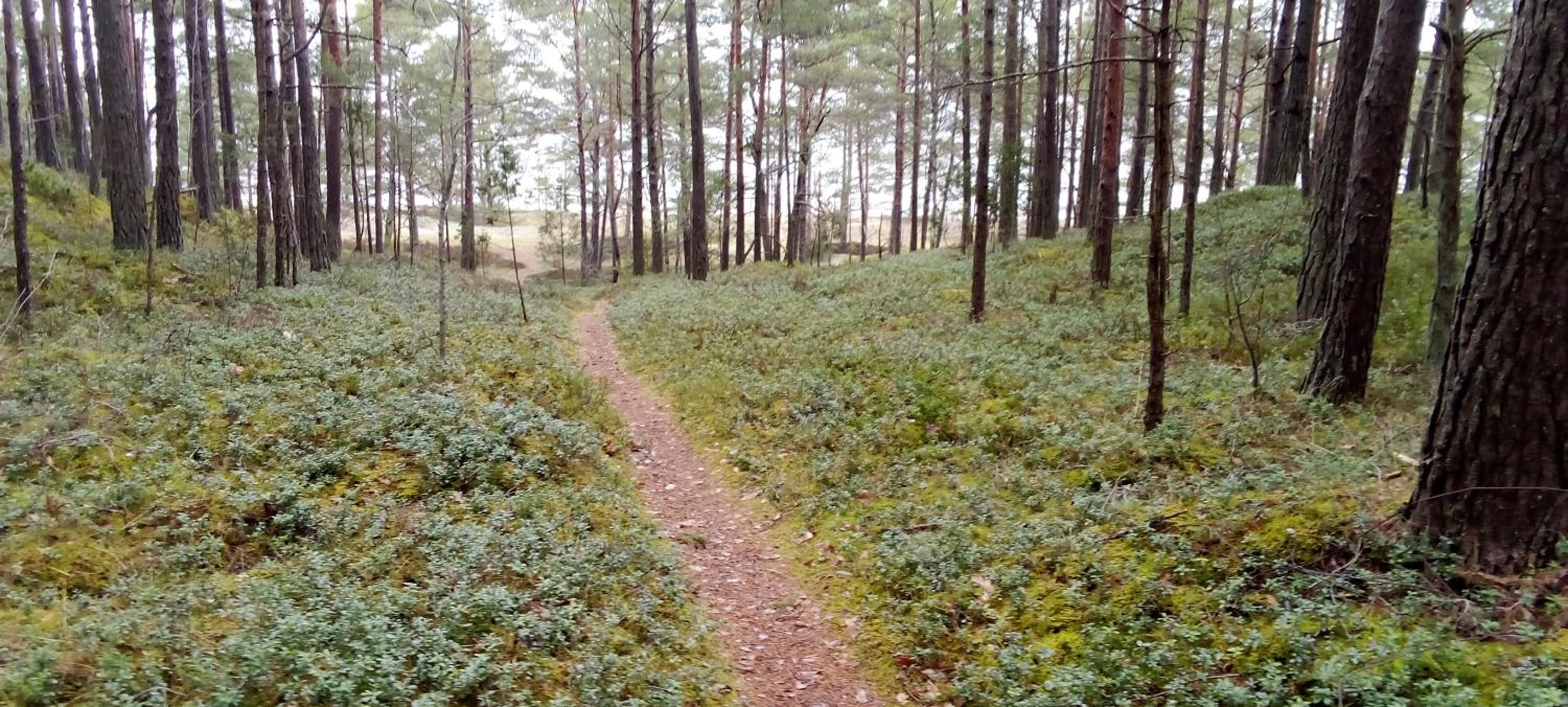 Atpūtas mājiņa ''JŪRASMIERS'' view 4