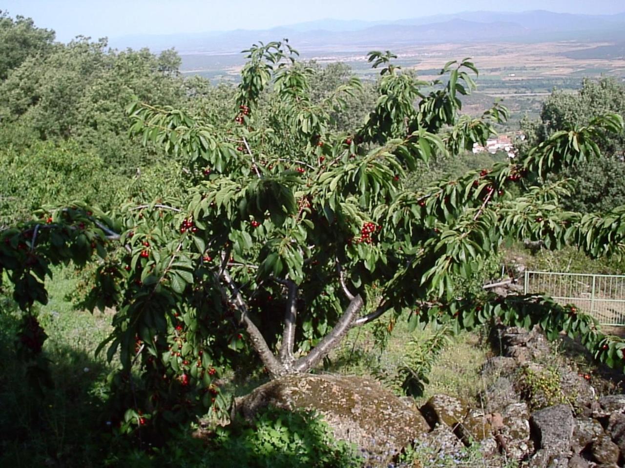 Casas Rurales La Dehesa
