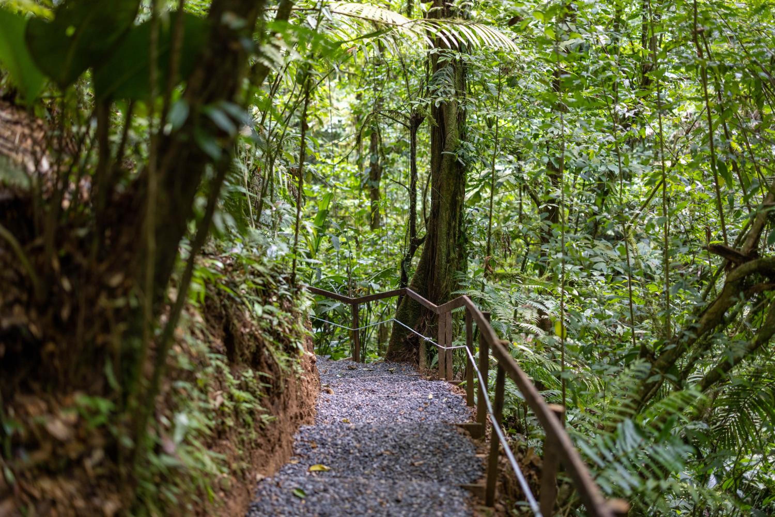 Cabañas Caeli, La Perezosa, La Fortuna Rainforest Glass Cabin w Amazing Views