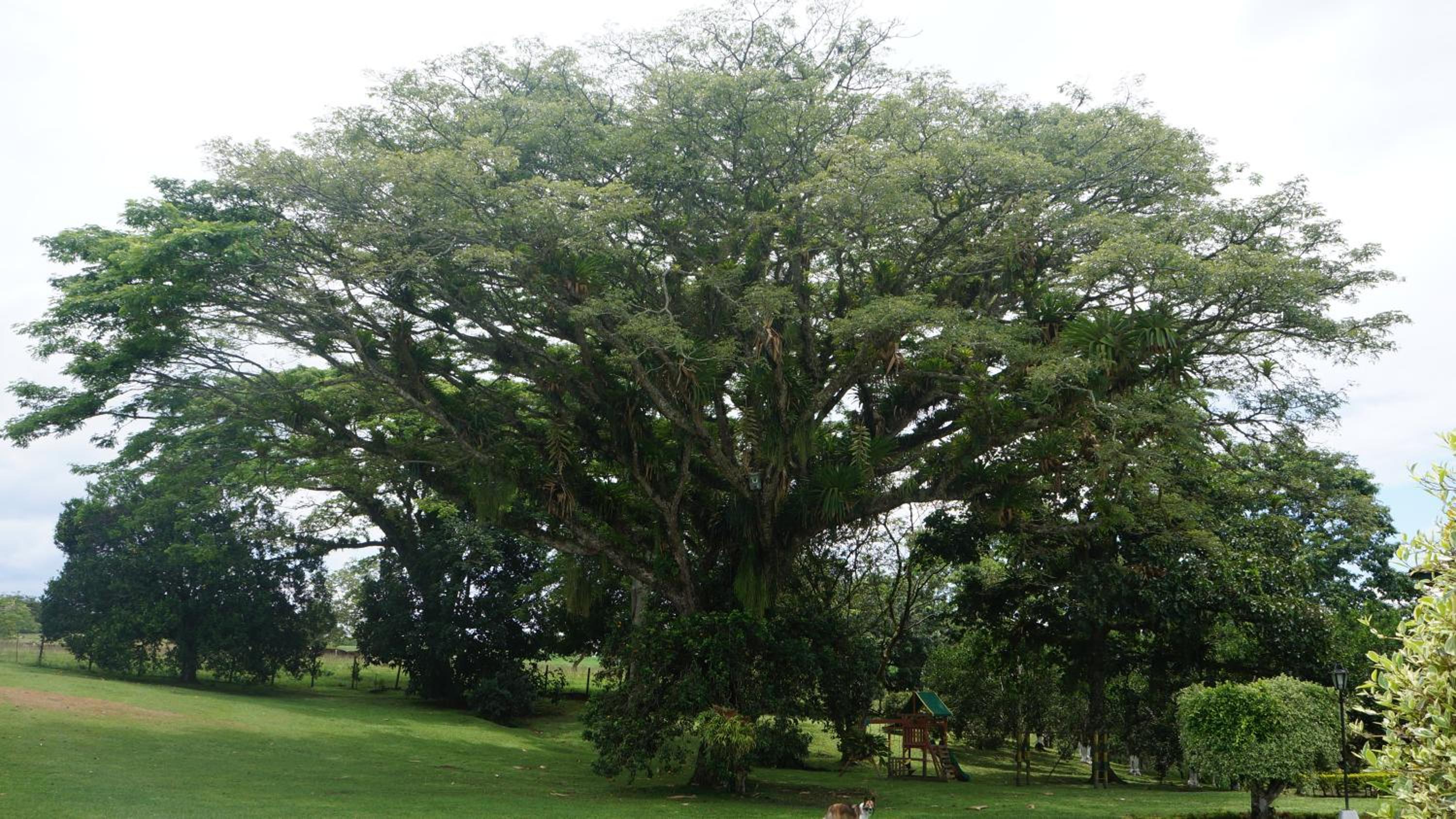 Finca Cafetera en Quimbaya El Portal