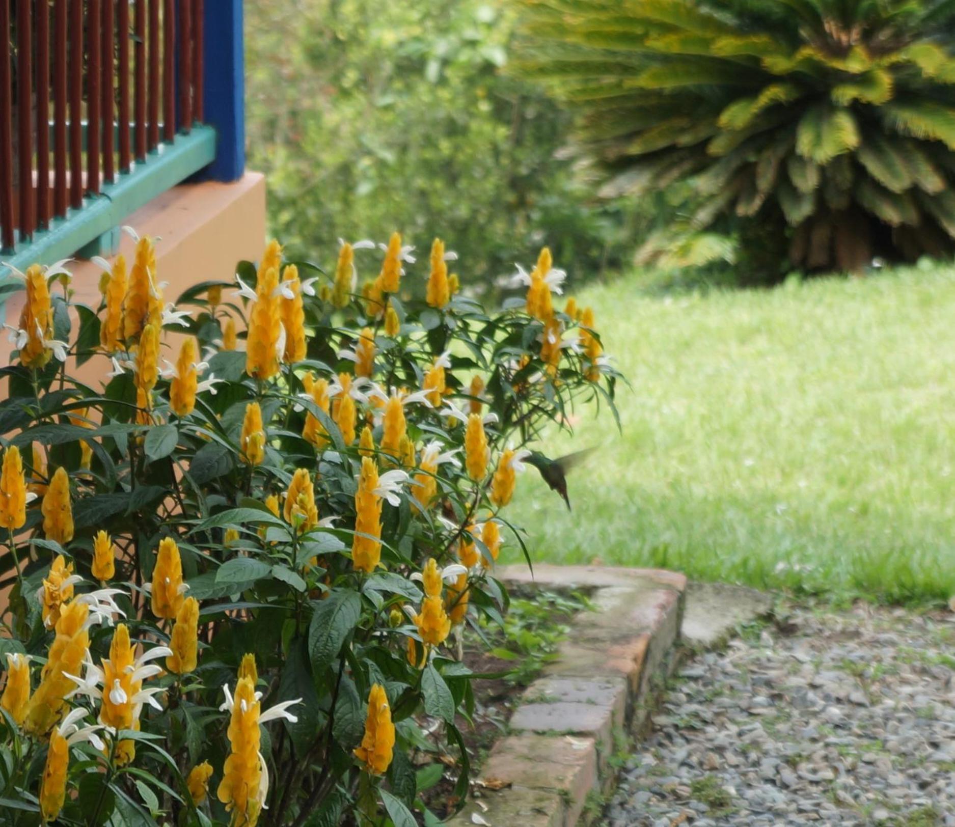 Finca Cafetera en Quimbaya El Portal