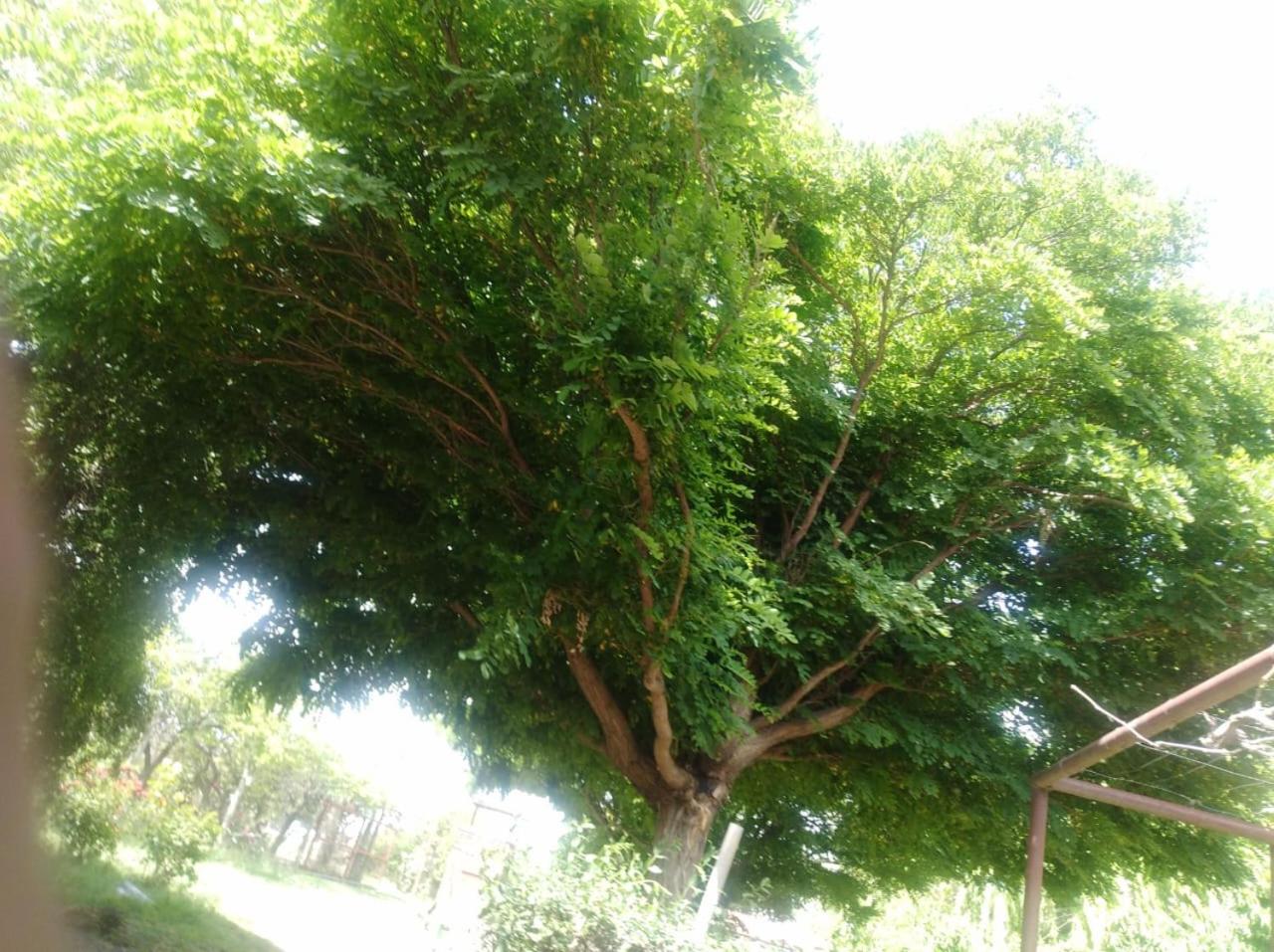Los verdes y tú tranquilidad
