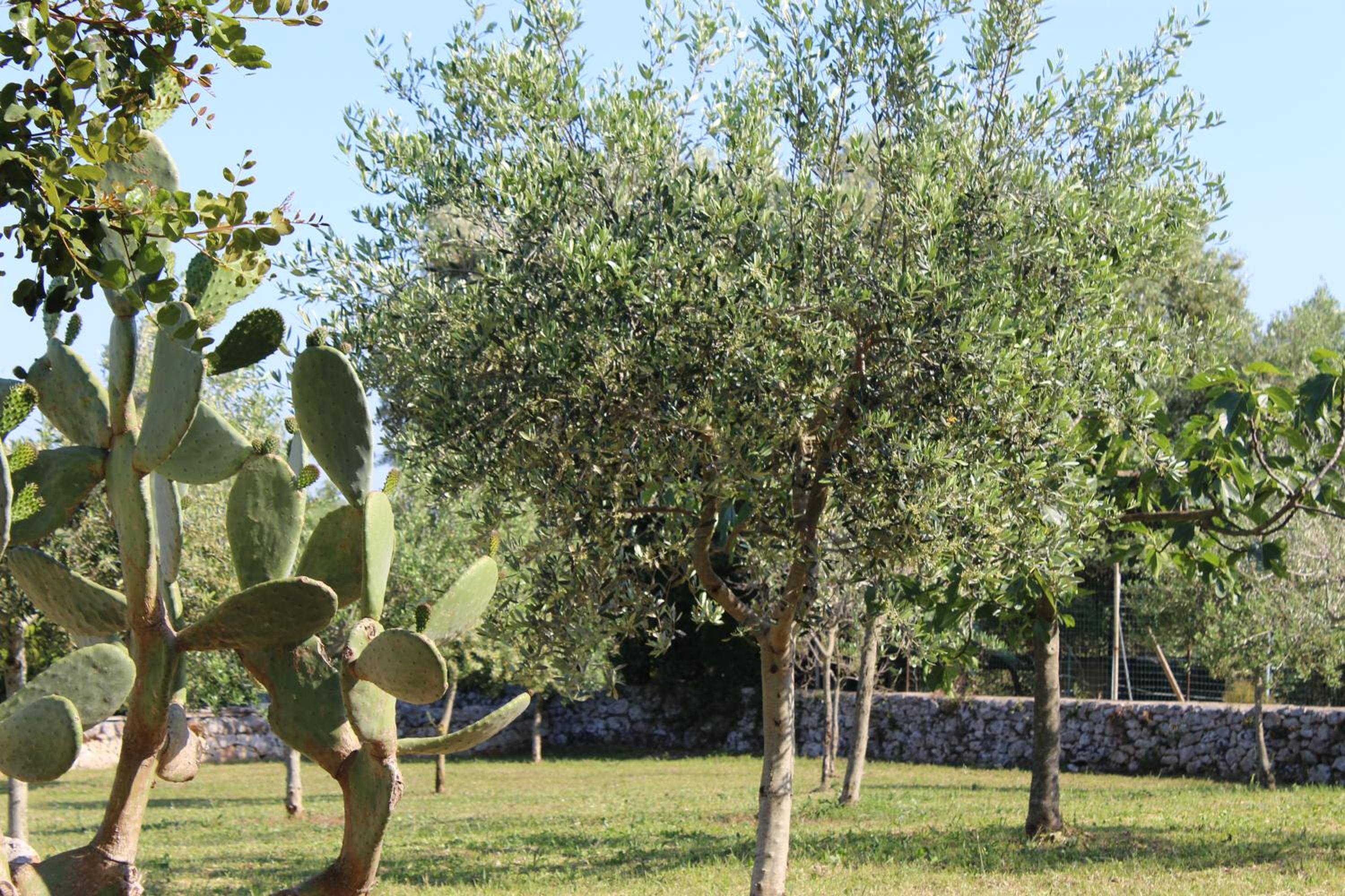 Masseria Tolla