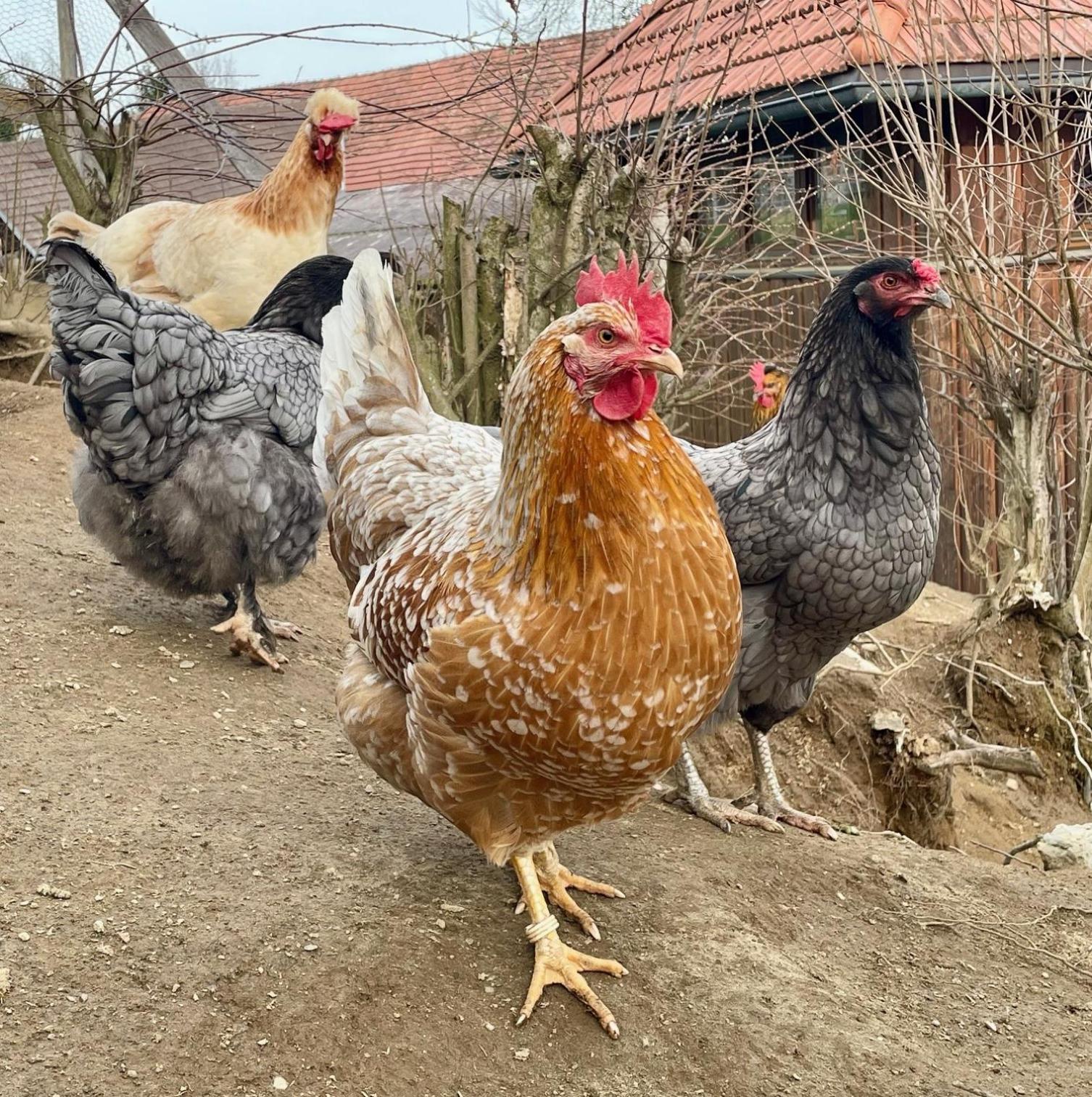 Little Farm Apartments