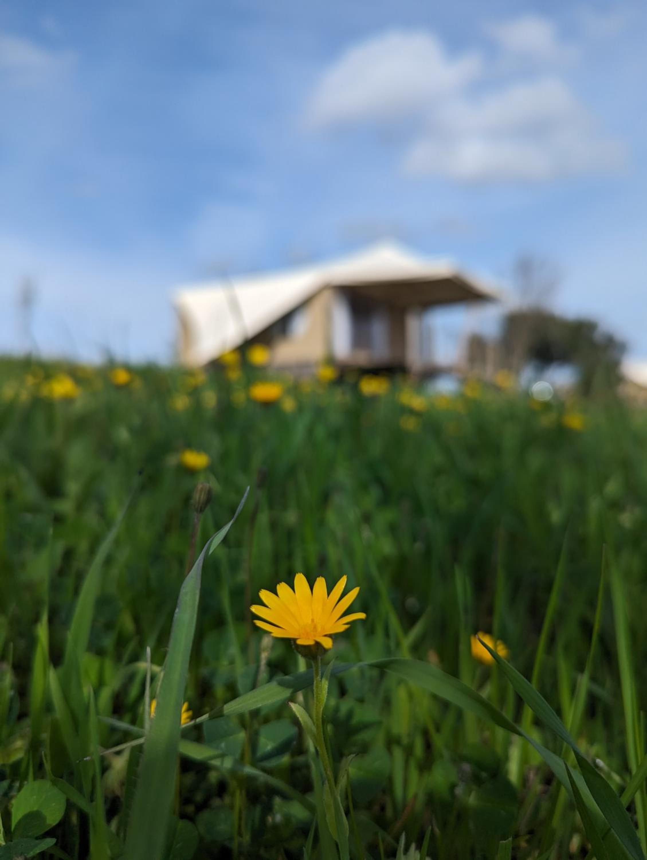 Glamping Stregaia