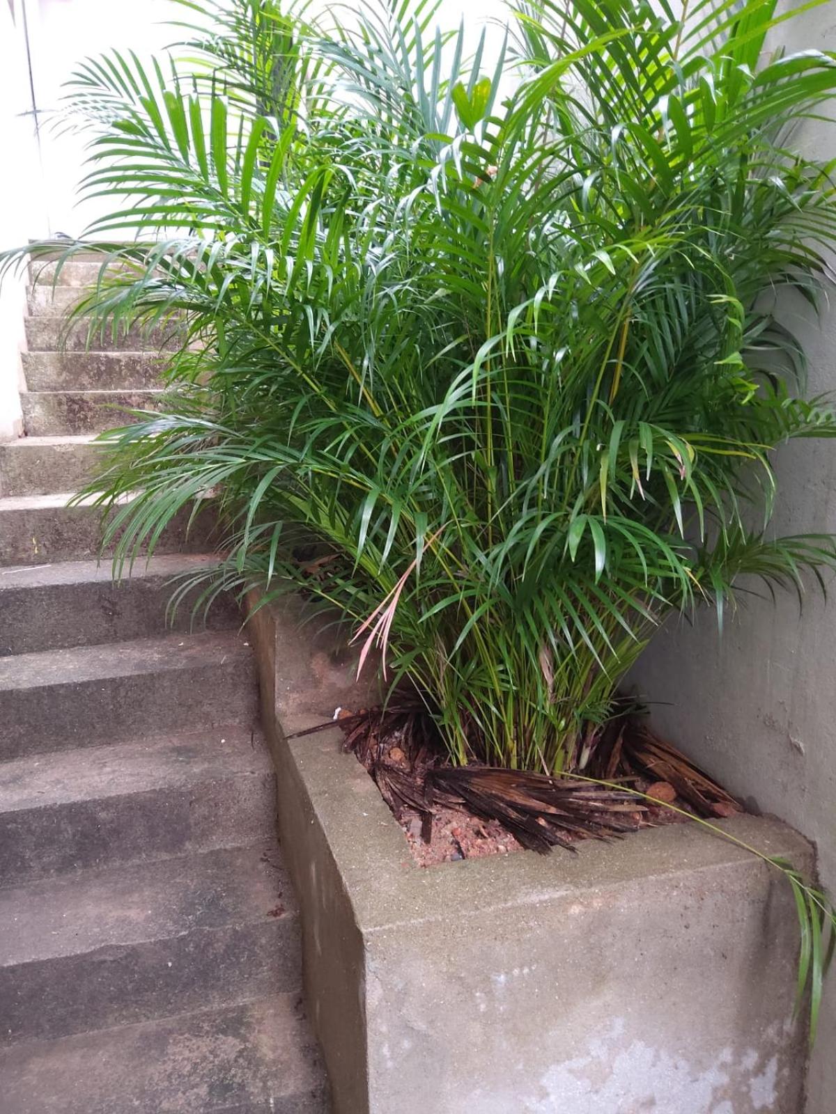 Red Rocks Studio - Comfortable and serene cottage surrounded with palms and tamarind tree
