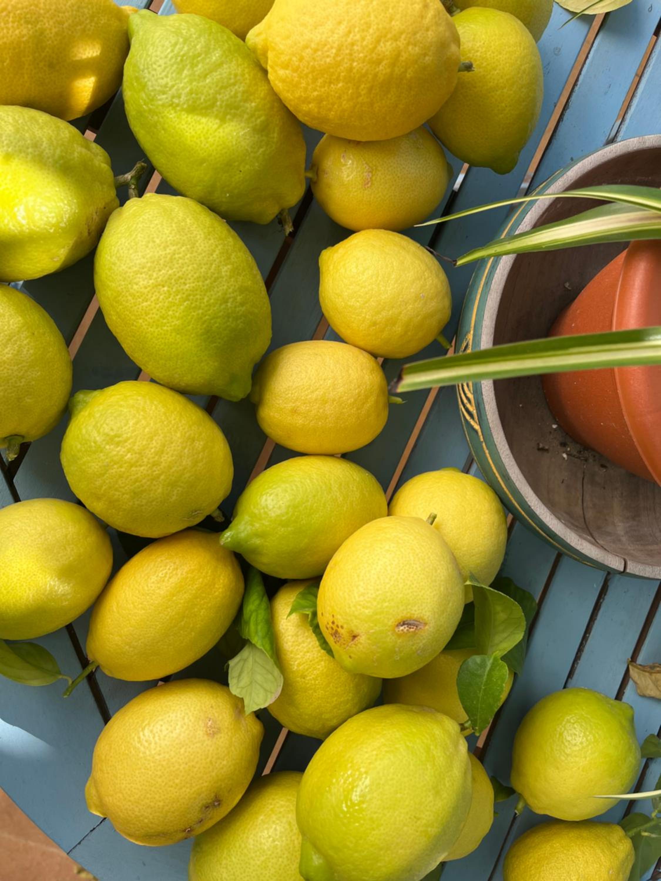 El Patio del Limonero