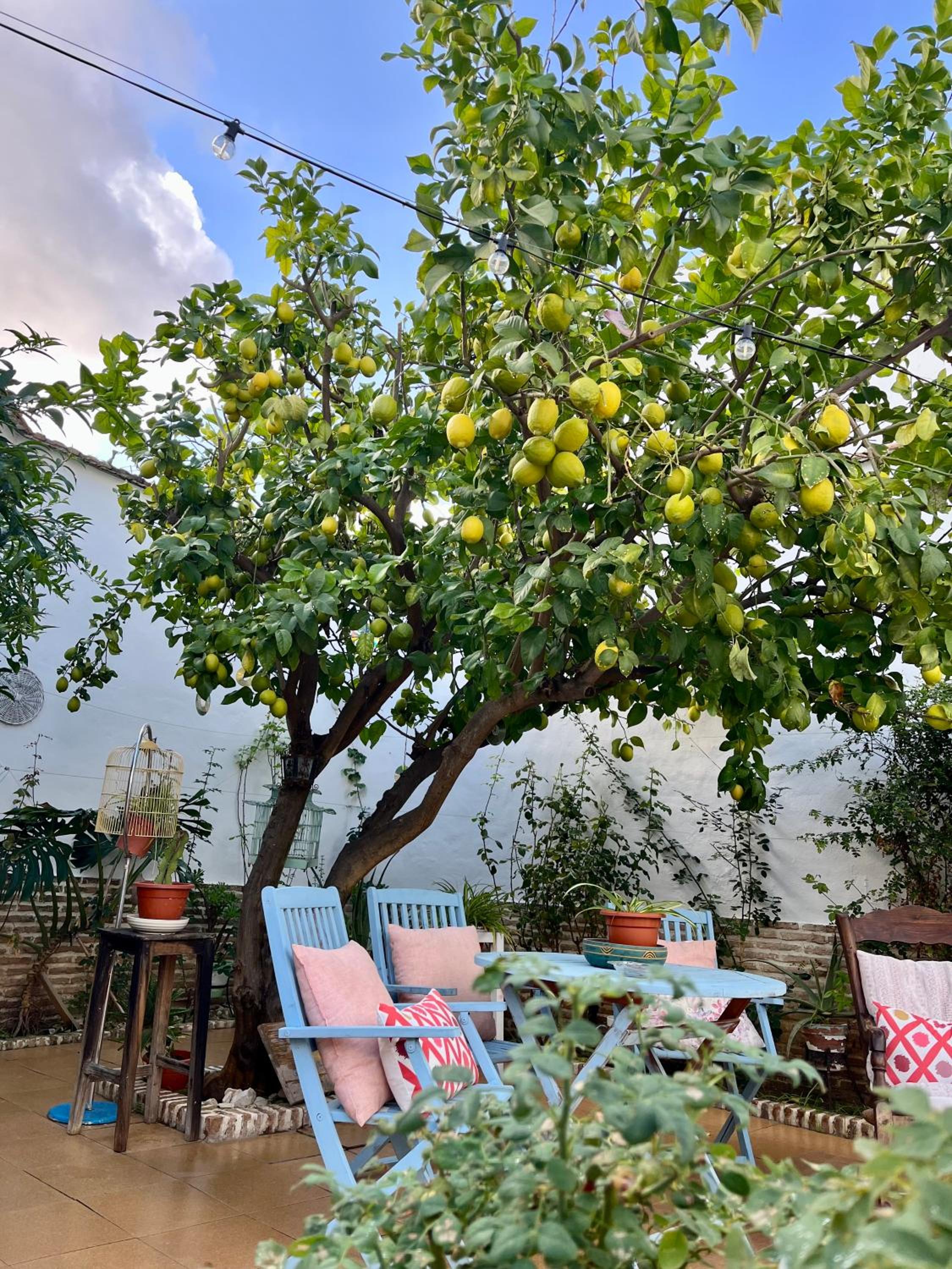 El Patio del Limonero