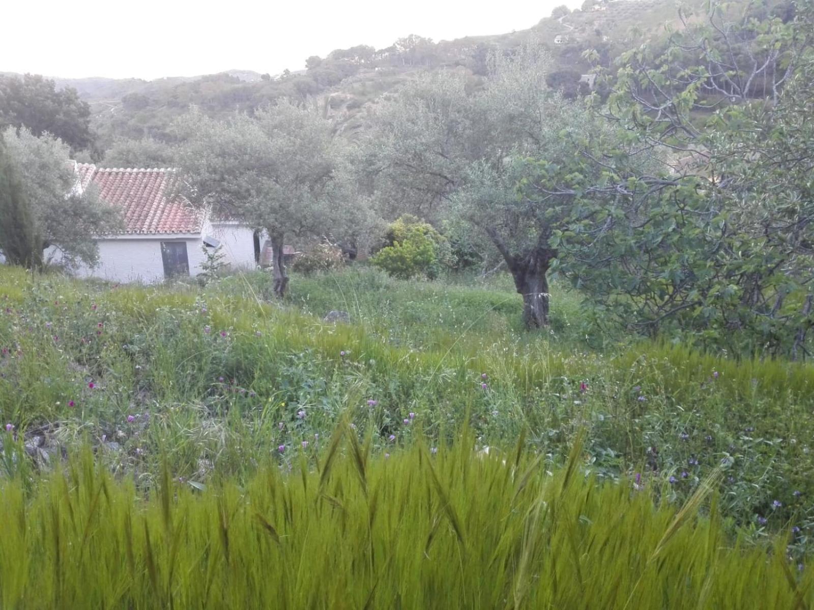 Casita La Pura Vida Yunquera