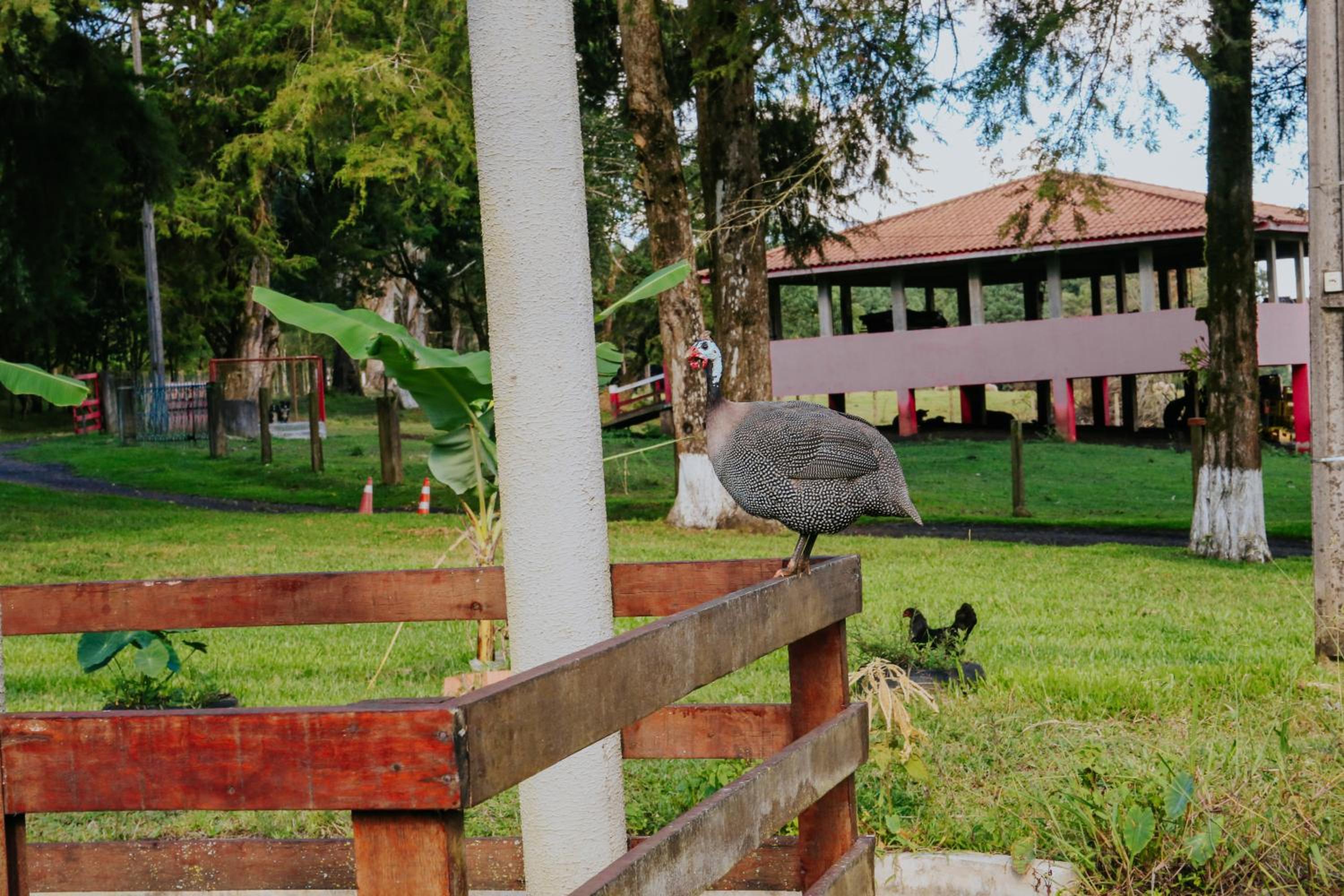 Ribas Pousada e Camping