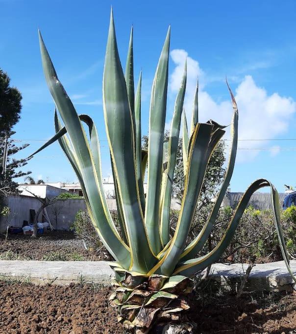 Cammini di Sale - inside the Salt Pans WWF Oasis - 5km far from Trapani view 4