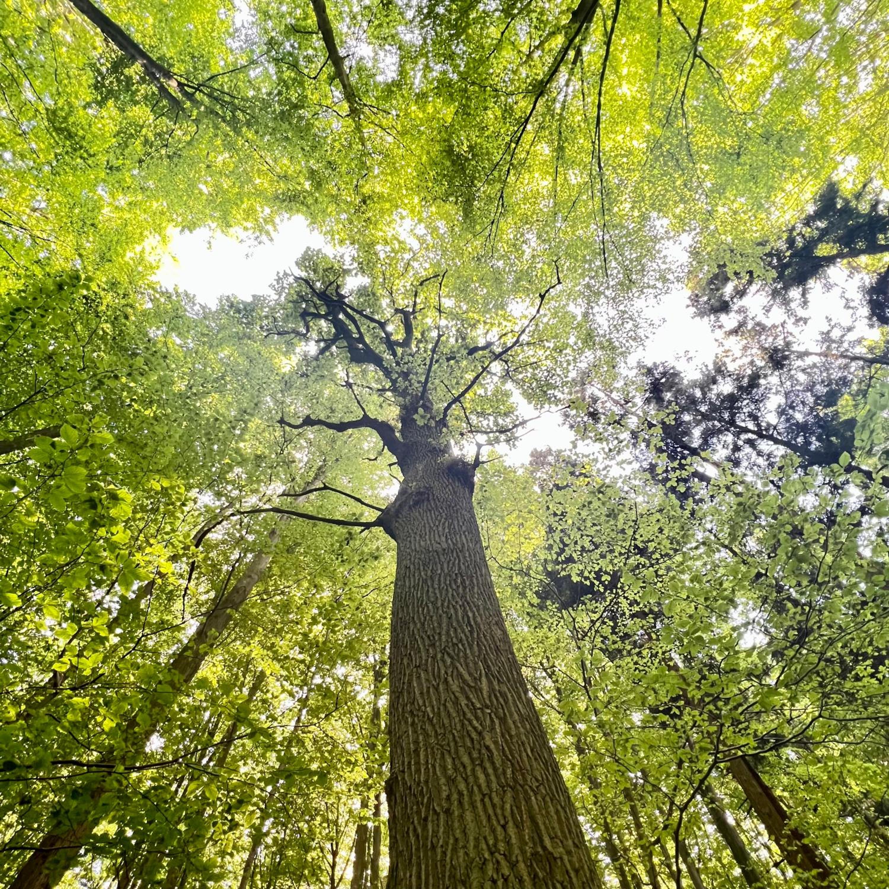 Bois de Hal