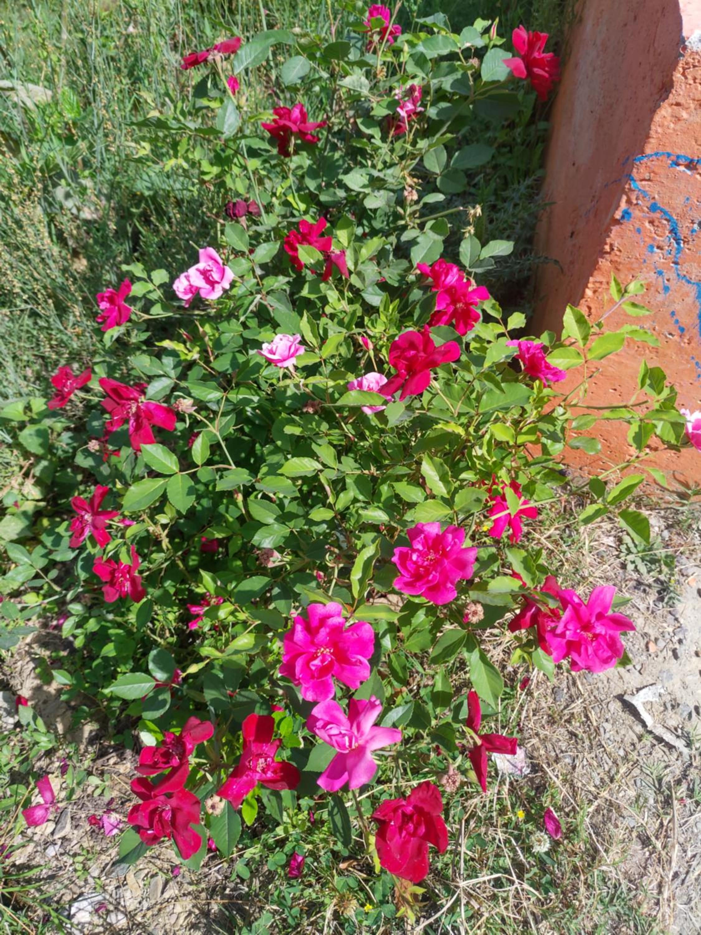 Photo 27