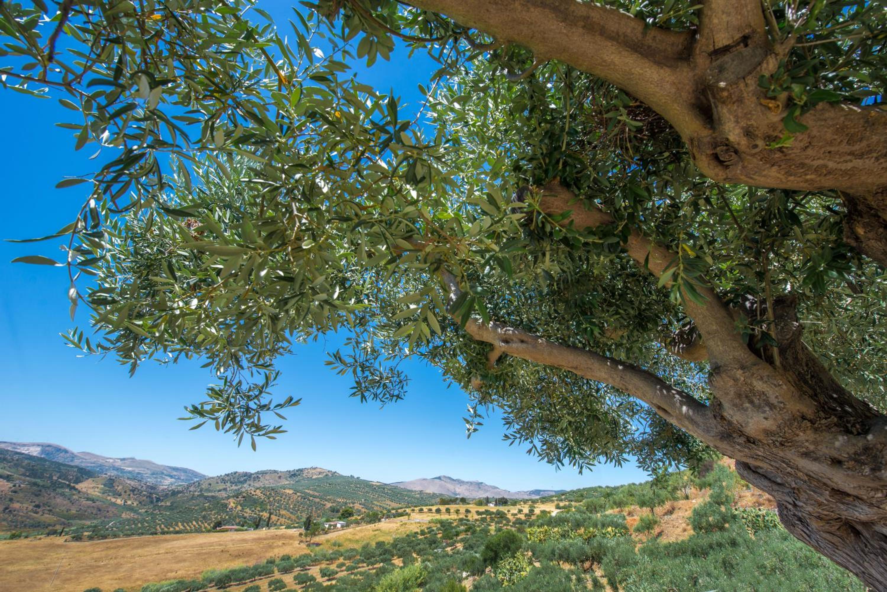 Casale degli Ulivi by Sicily in Villas