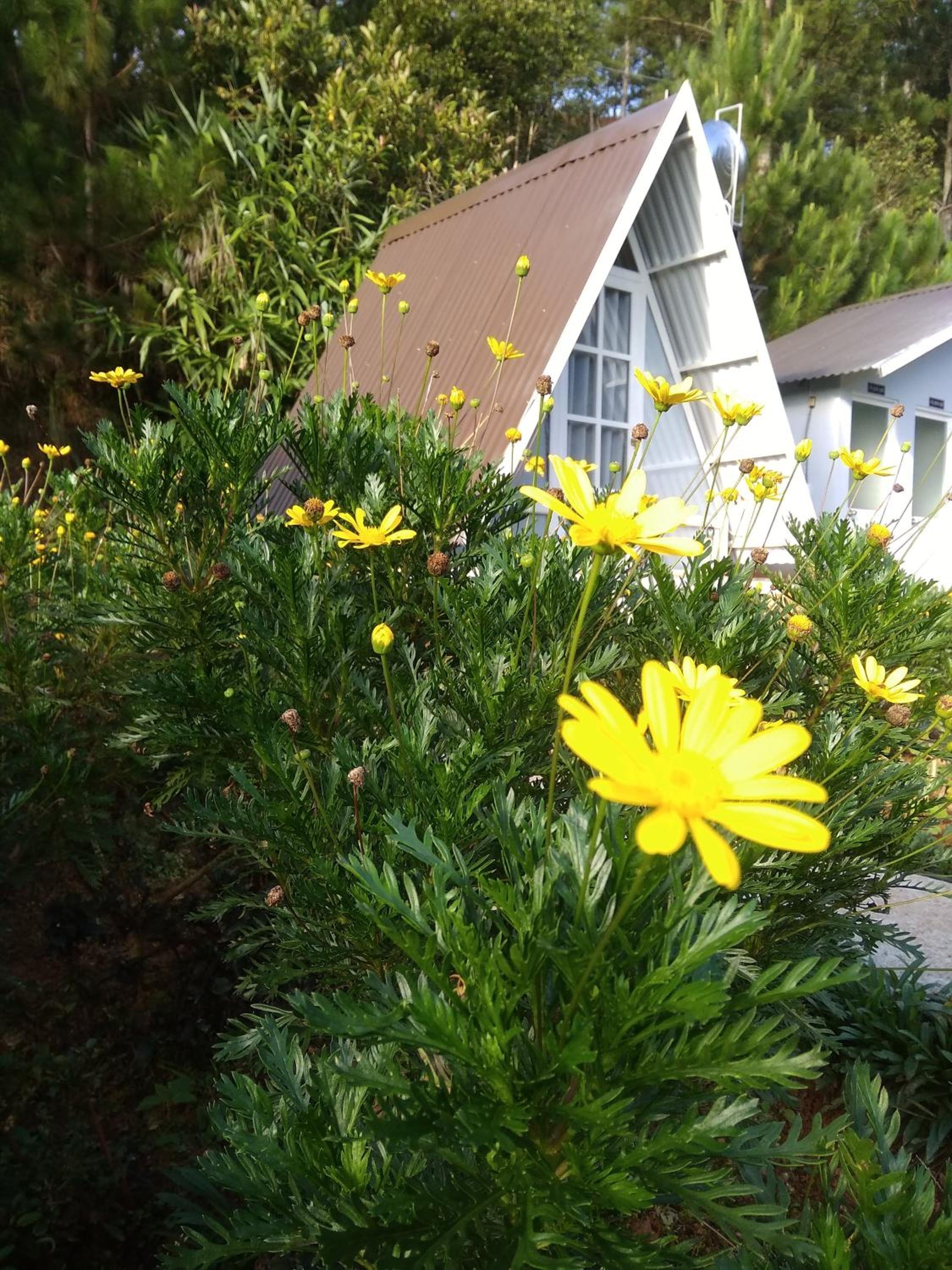 Tuyết Hoa Hòn Bồ Homestay