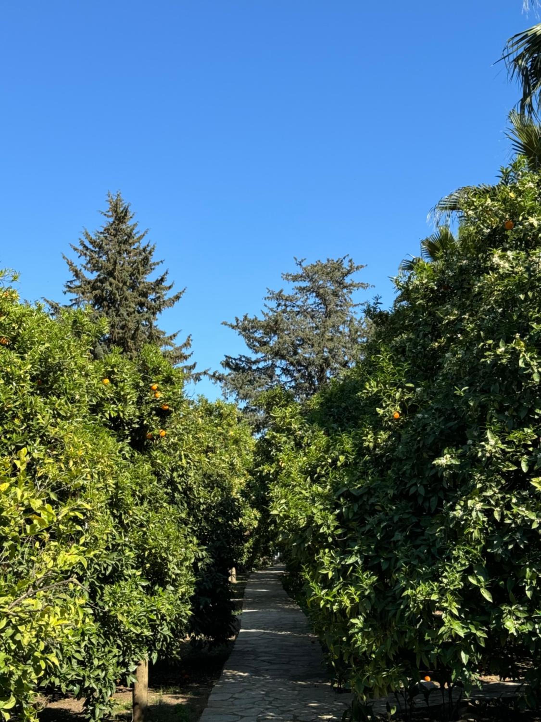 Hotel Yavuz Bungalow