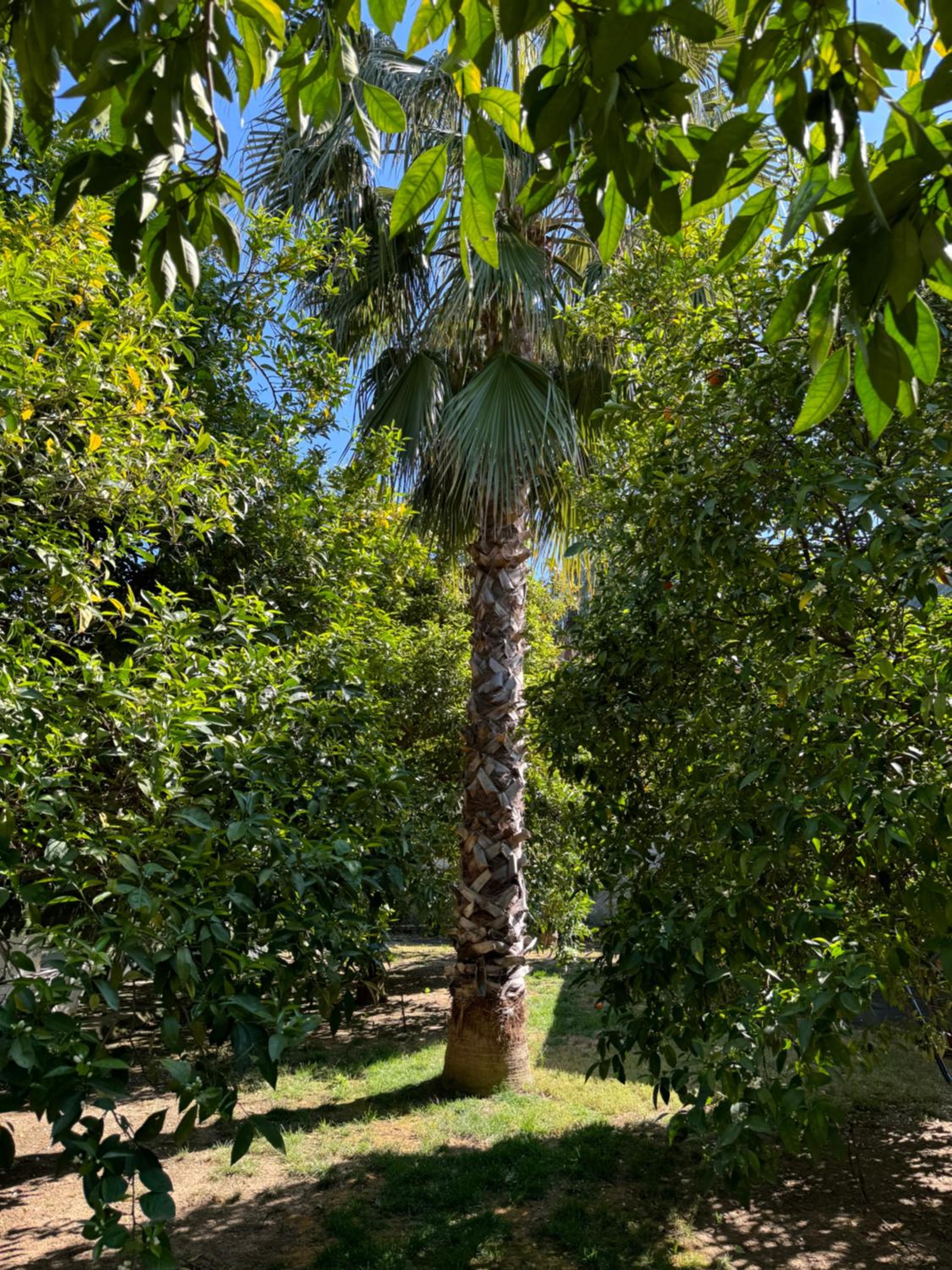 Hotel Yavuz Bungalow