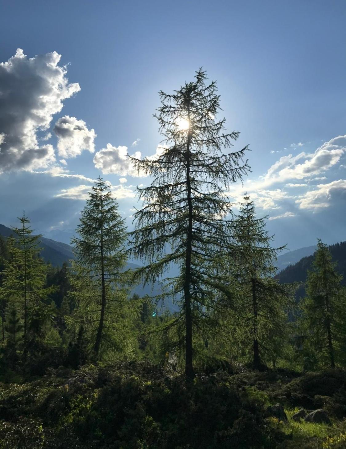 Apart Sonnenheim