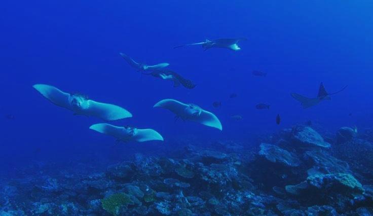 Morus Bliss - Divers' Preferred Hotel view 4