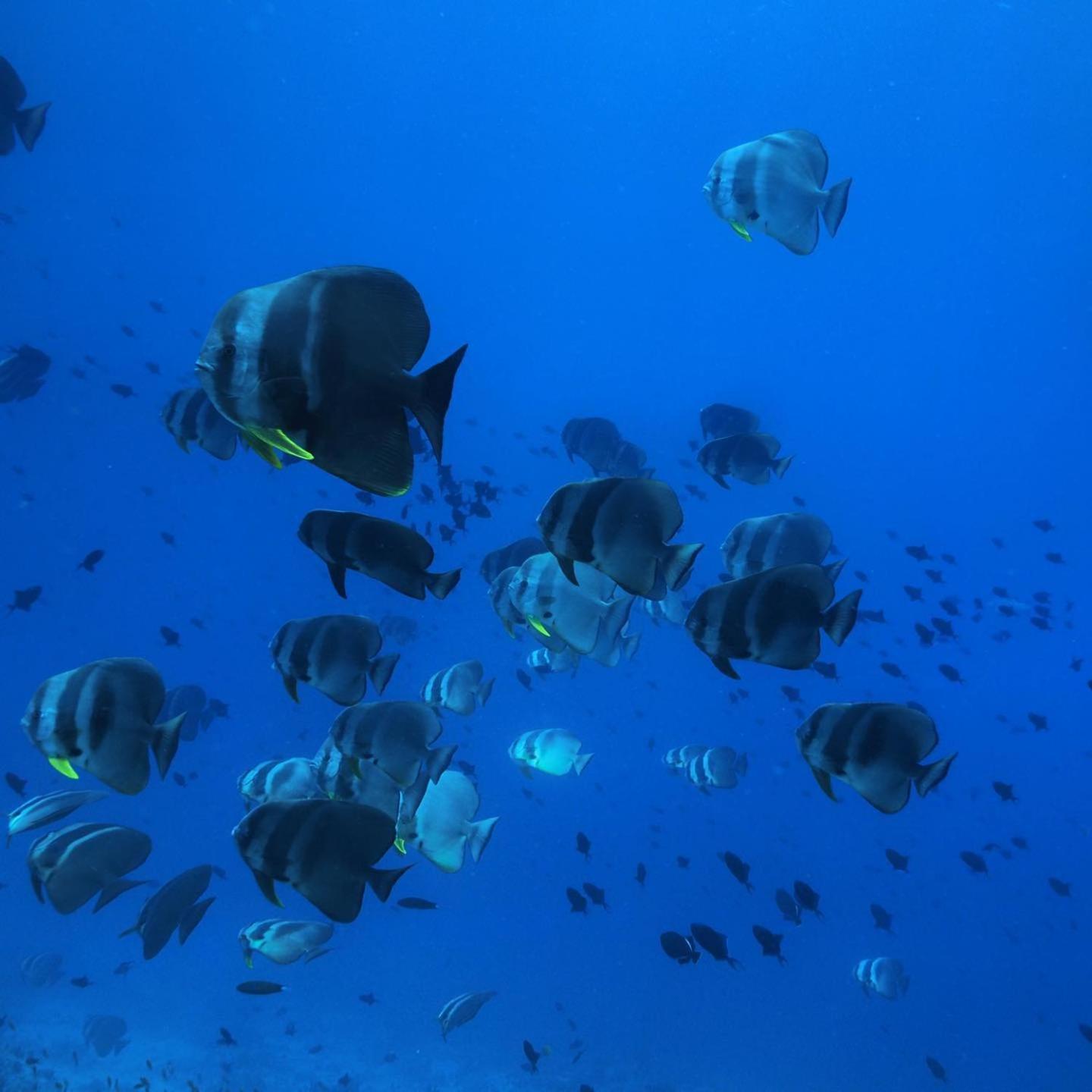 Morus Bliss - Divers' Preferred Hotel view 5
