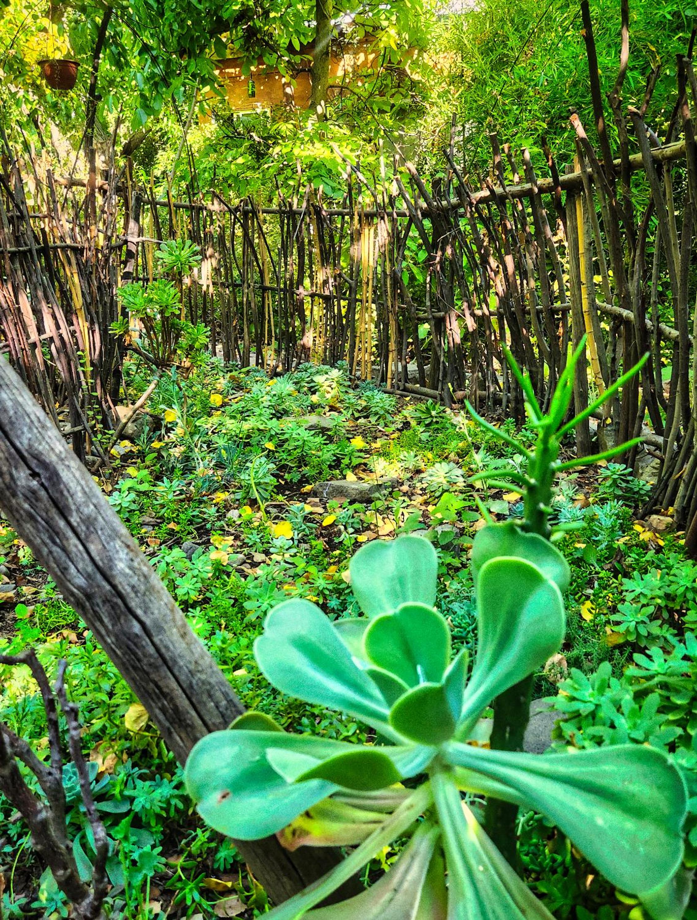 El Jardin, Eco Cabañas Boutique view 3