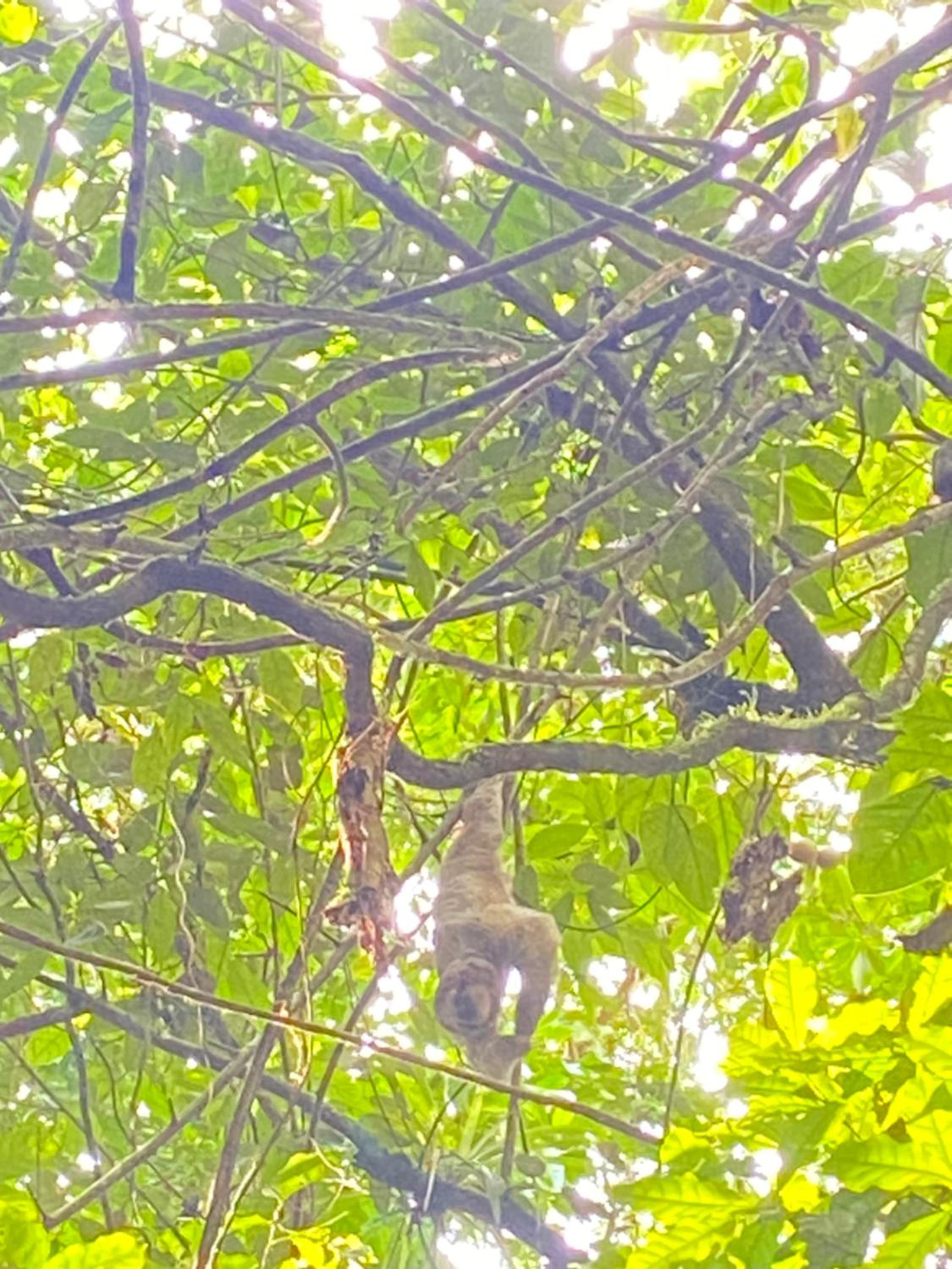 The Sloth Retreat & Studio Fortuna