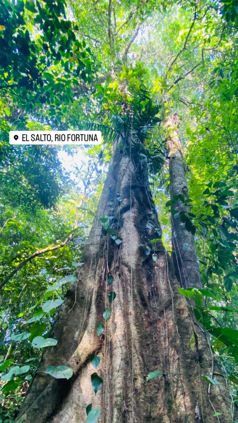 The Sloth Retreat & Studio Fortuna