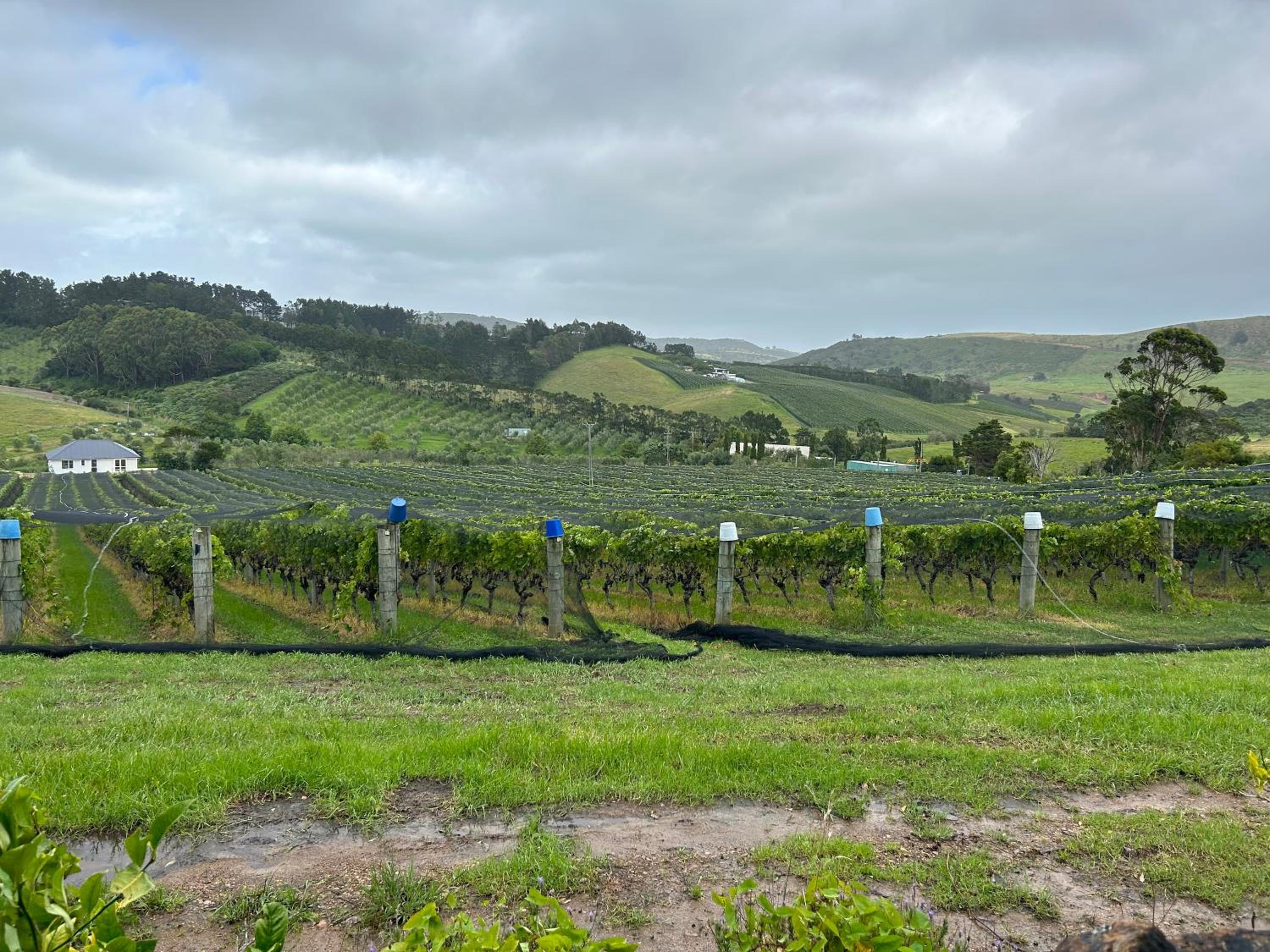 Hartlock in Onetangi