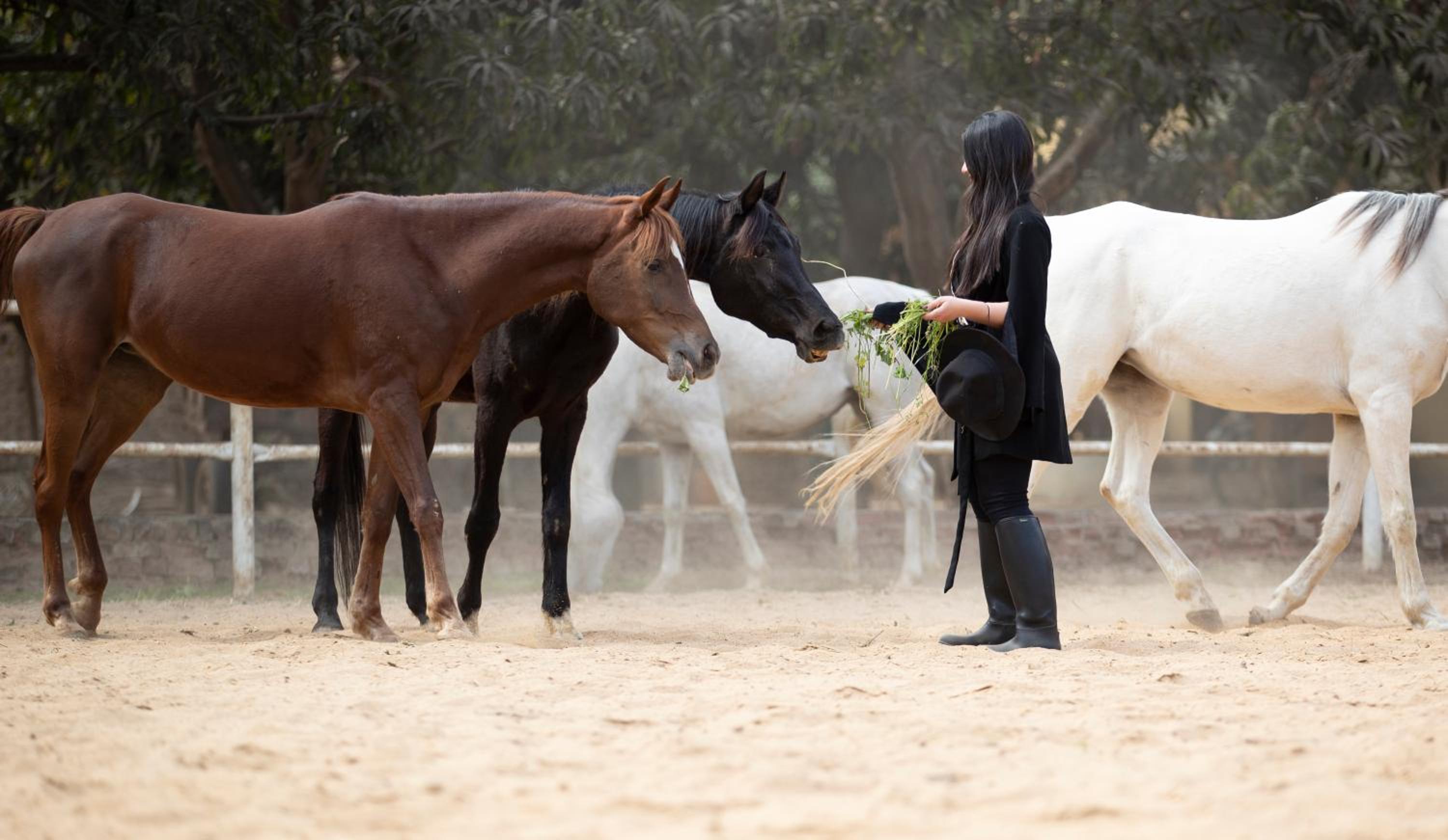 1-BR next Saqqara pyramids Horse-riding
